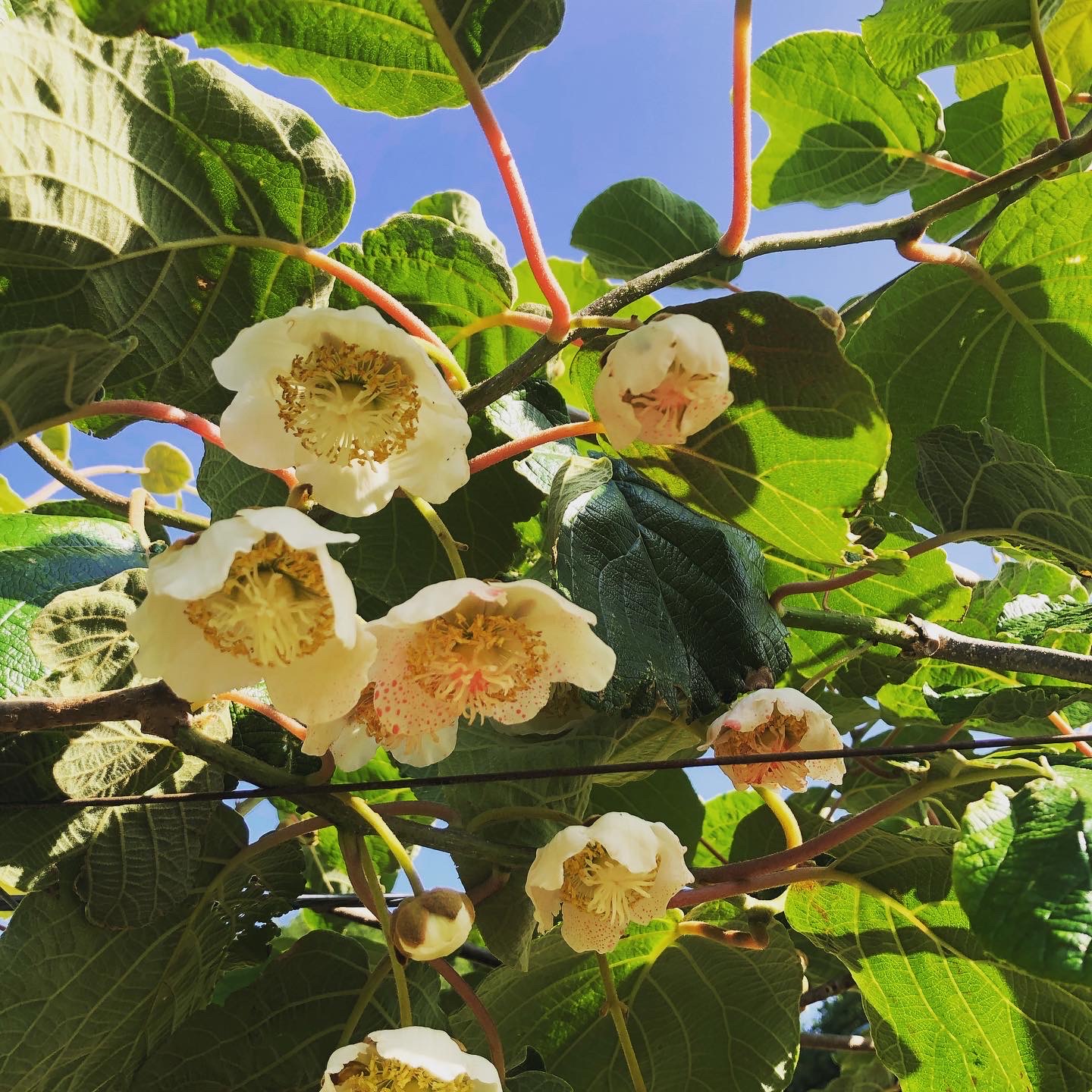 キウイの花が咲きました