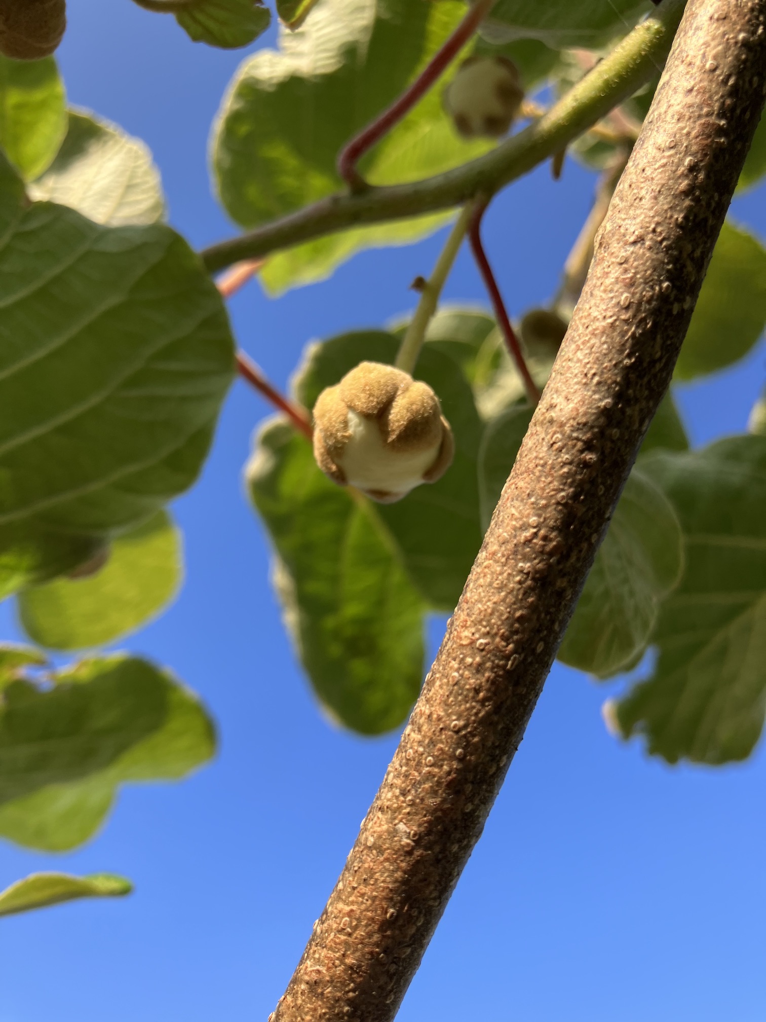 間もキウイの花が🥝