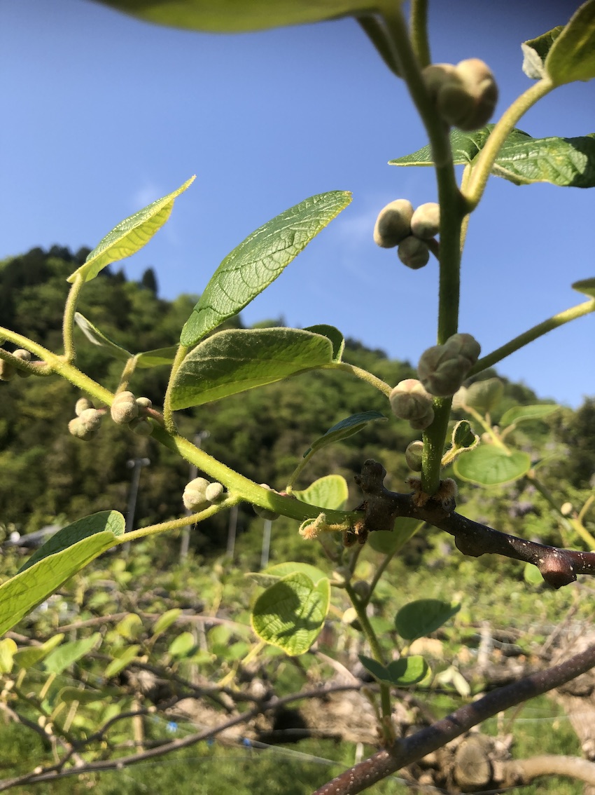 キウイの摘蕾🥝