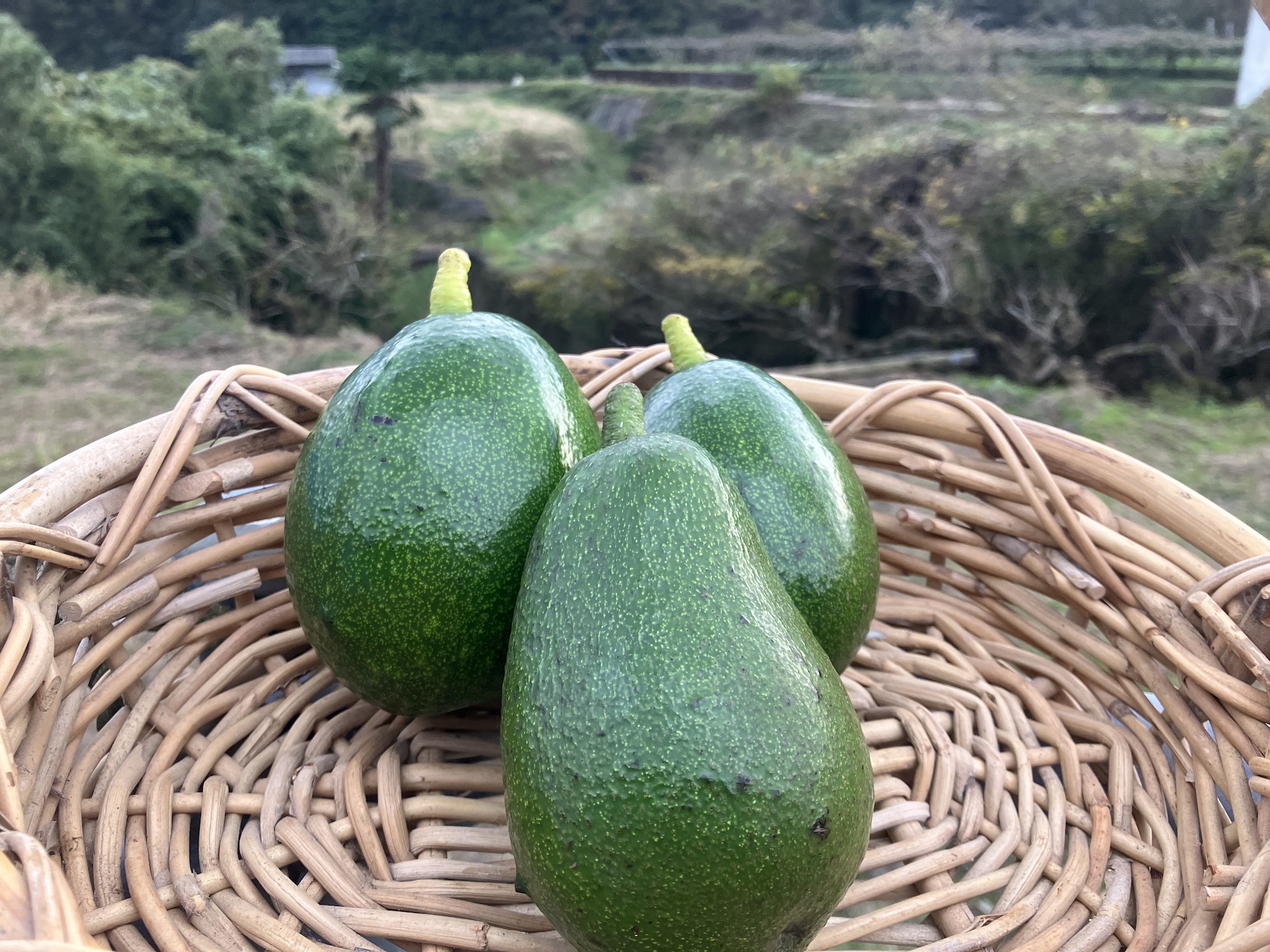 残り1点となりました🥑