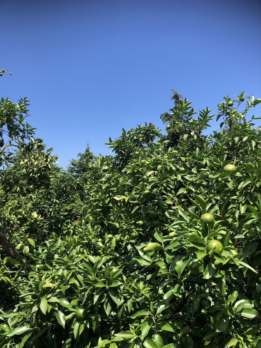 夏休みに入りましたー✨