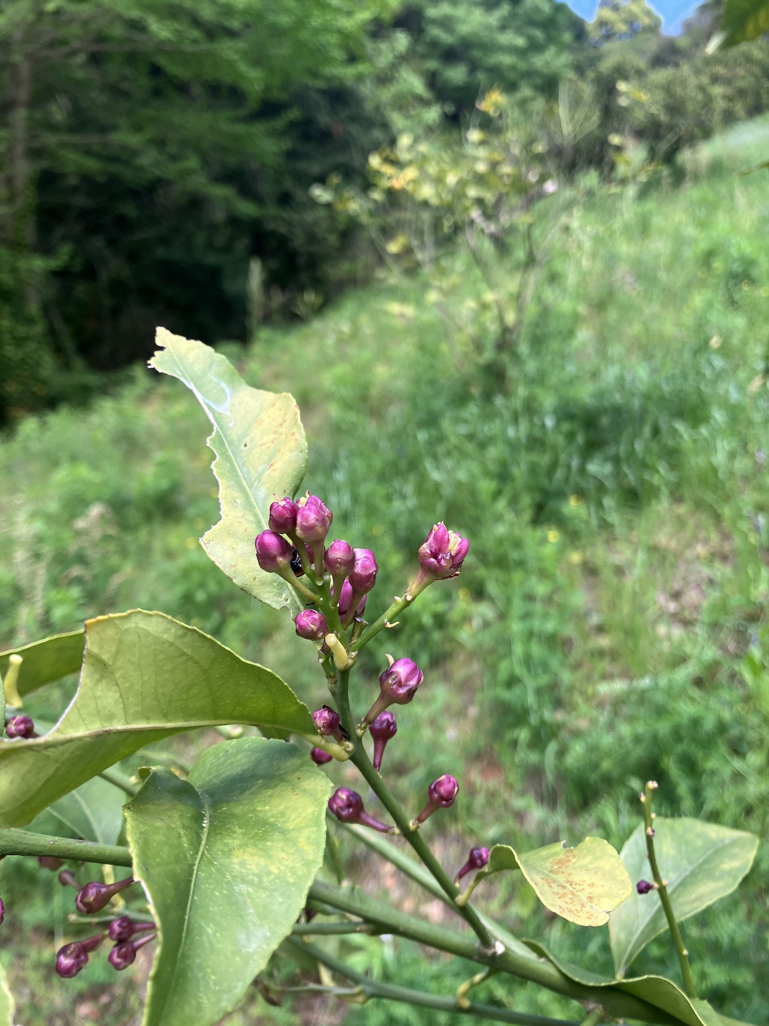 レモンも蕾が🍋🧑‍🌾