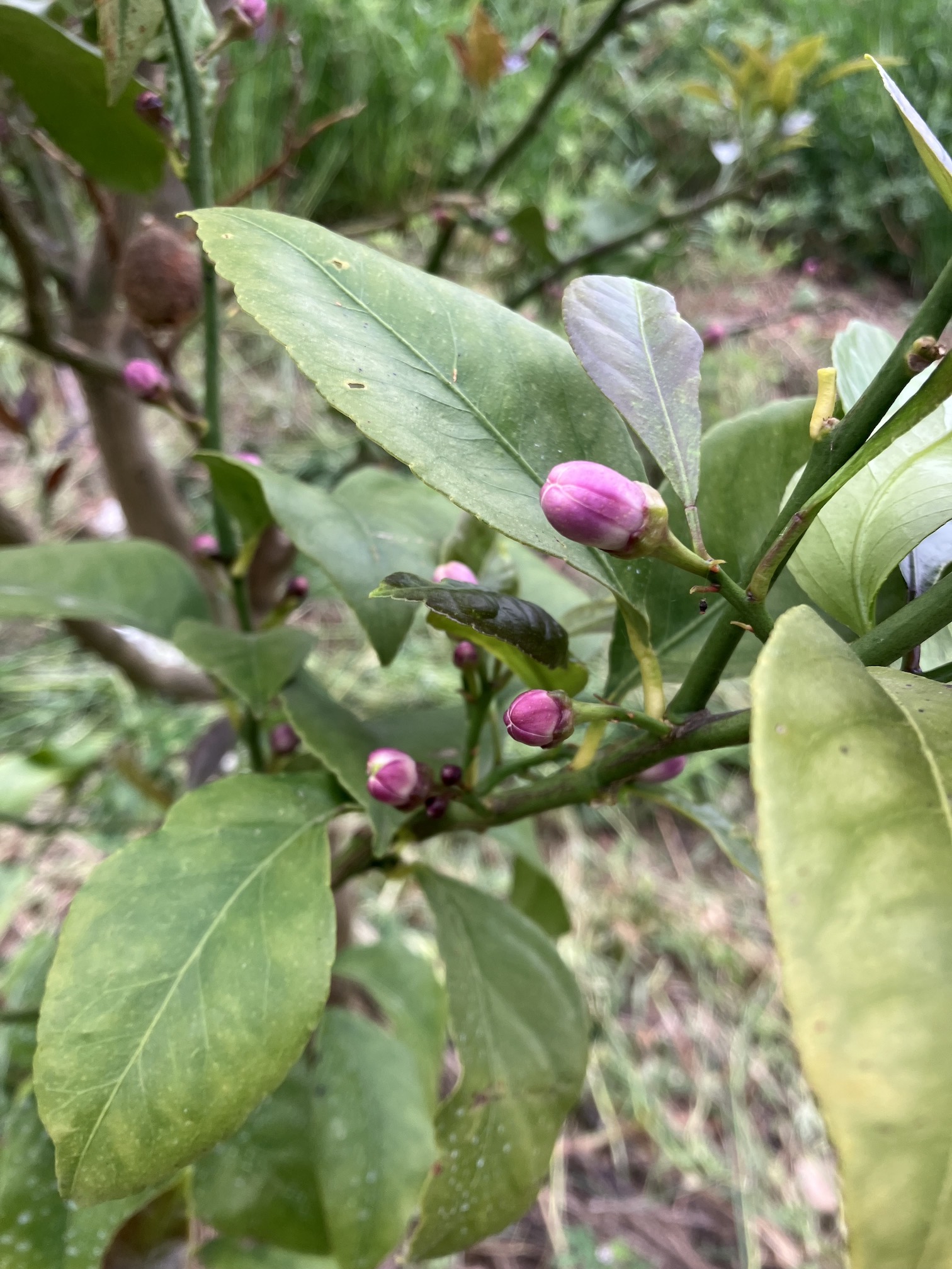 レモンの蕾はピンク色🍋