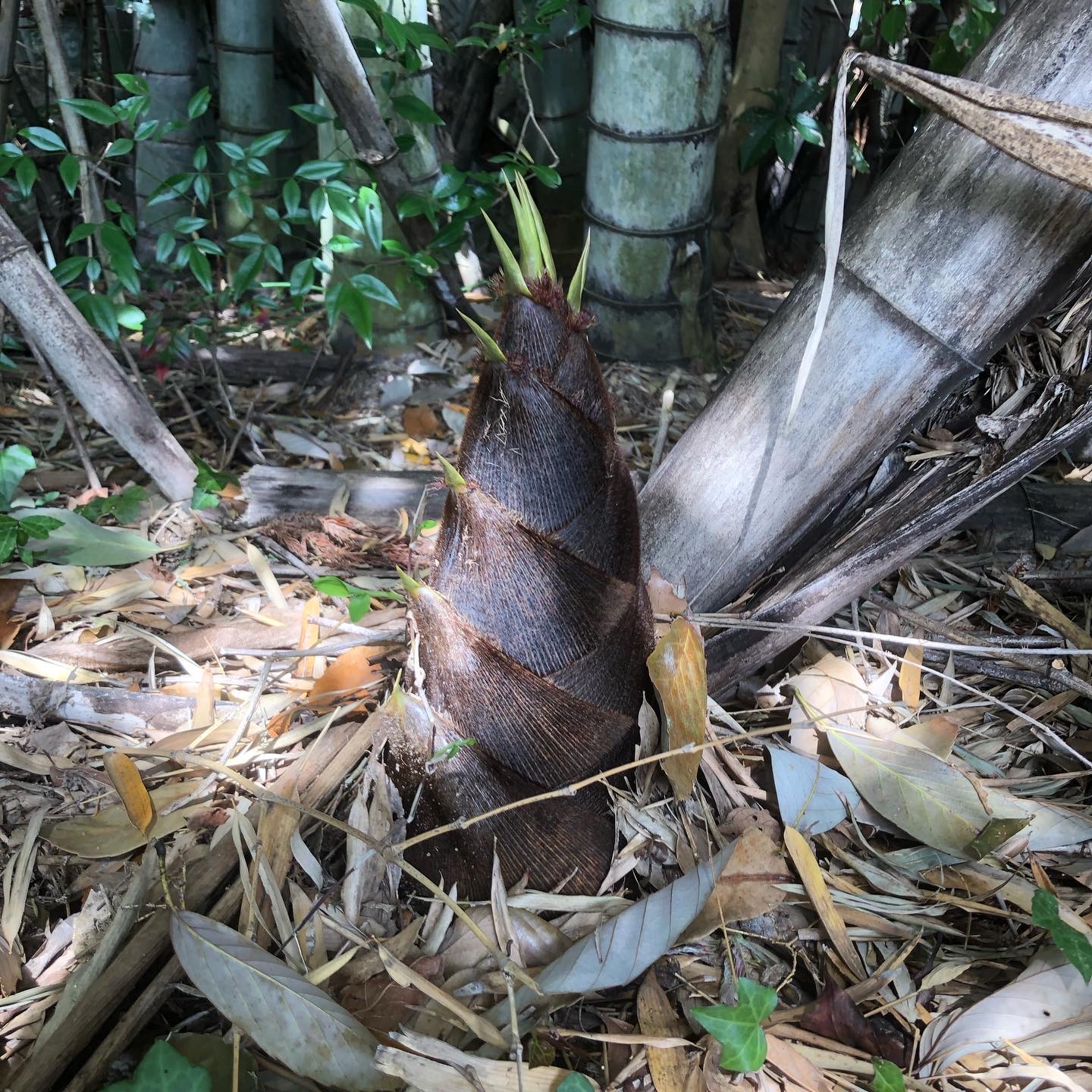 筍も元気いっぱい🎍✨