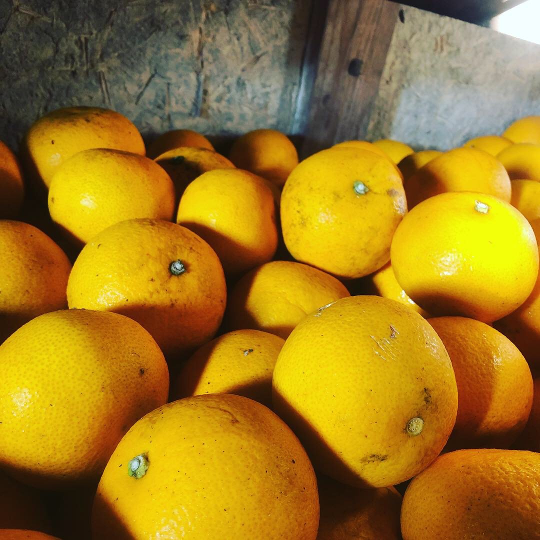 蔵の中で眠っています🍊