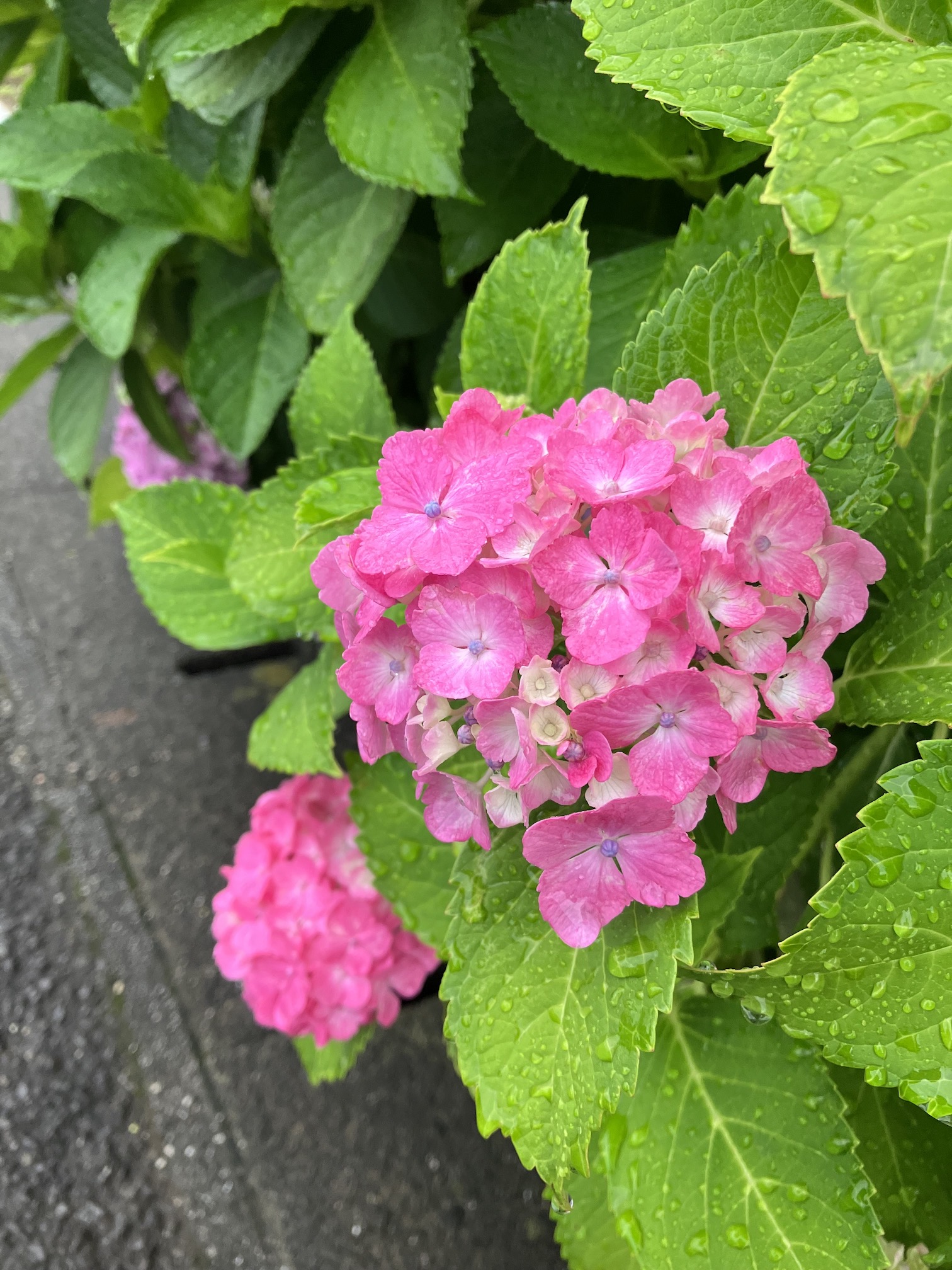 やっぱり梅雨のこの時期は✨