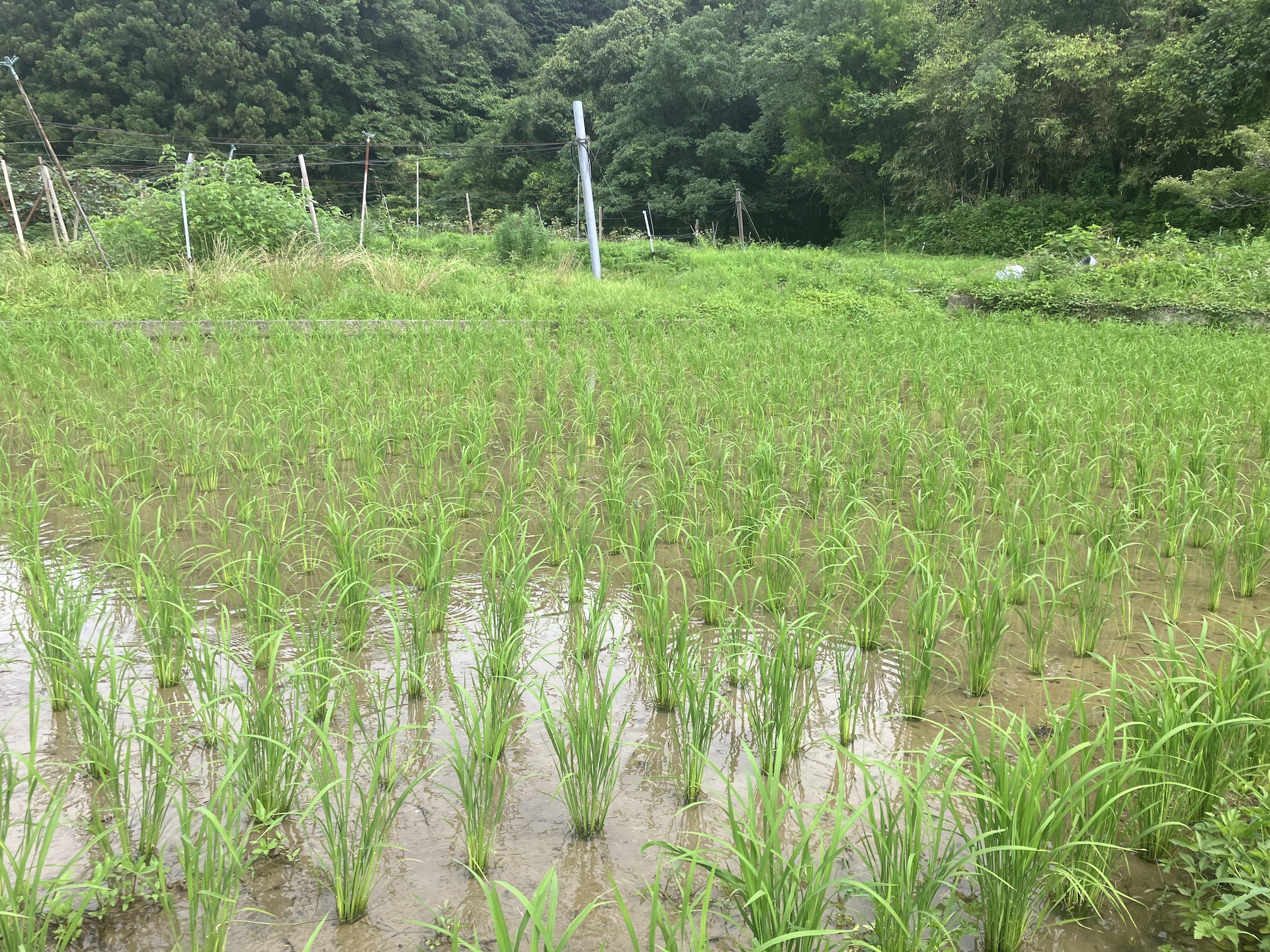 田植えから1ヶ月