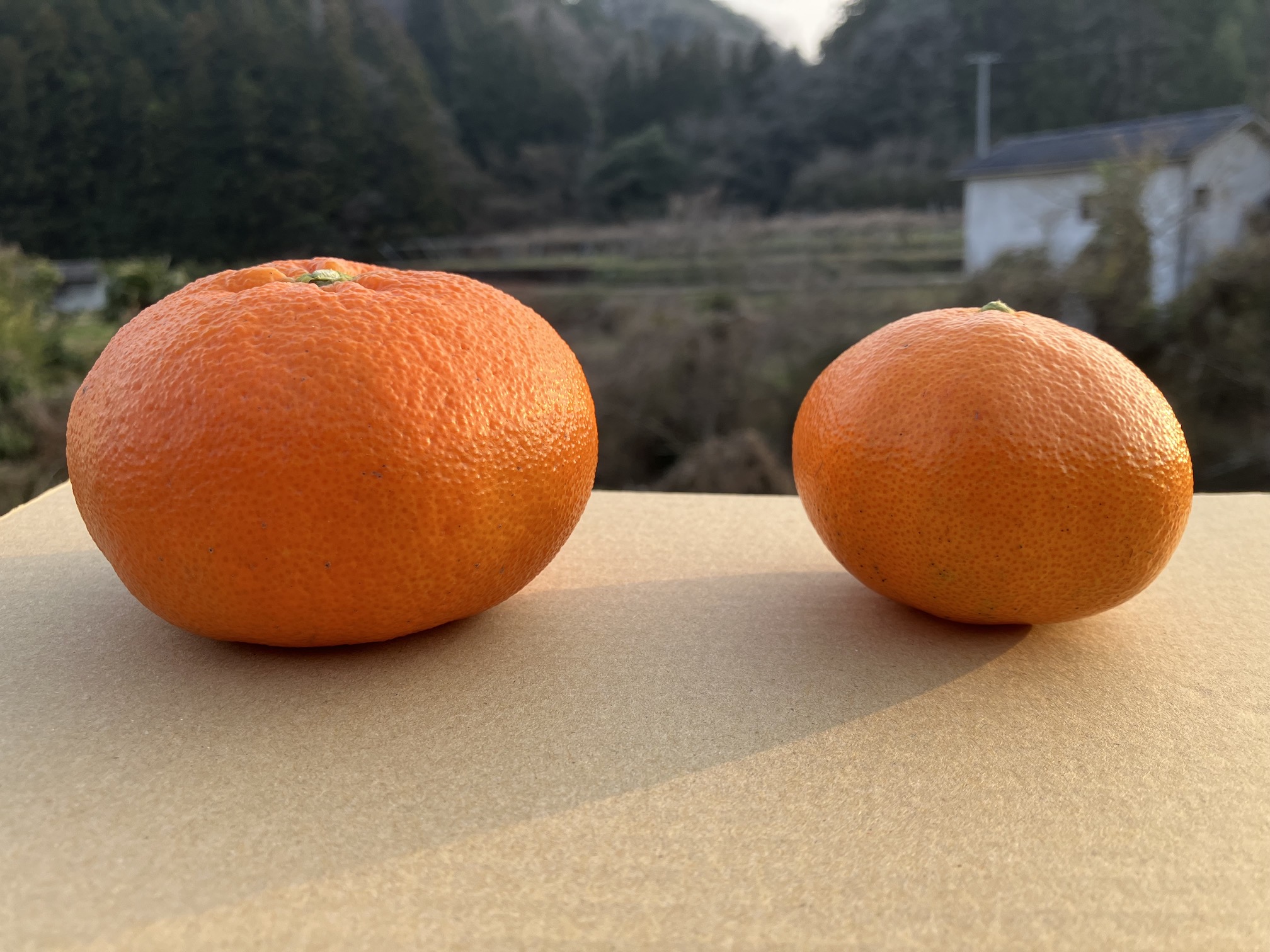 ちょっとだけ🤏🍊✨