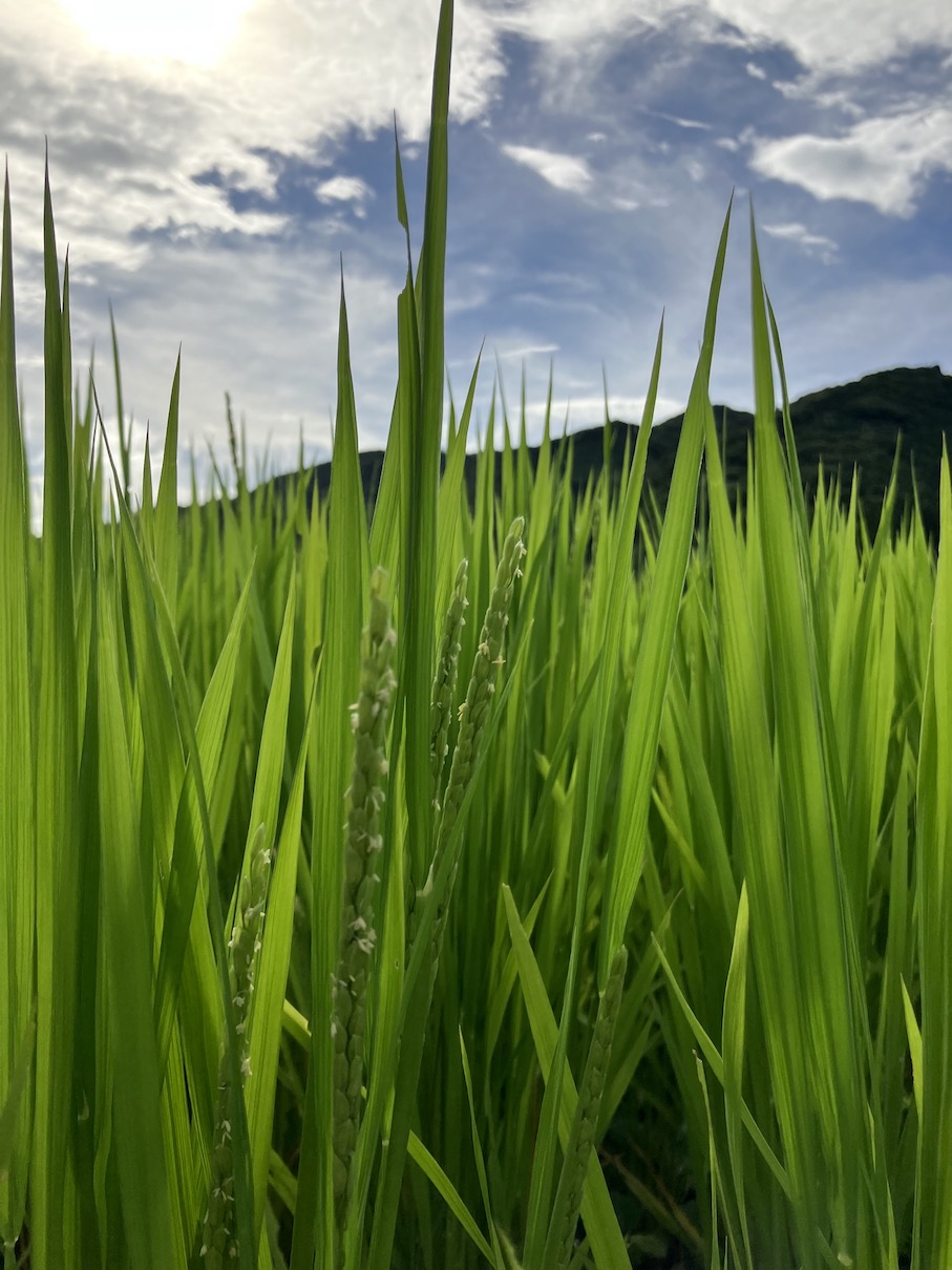 稲穂が顔を出してきました🌾
