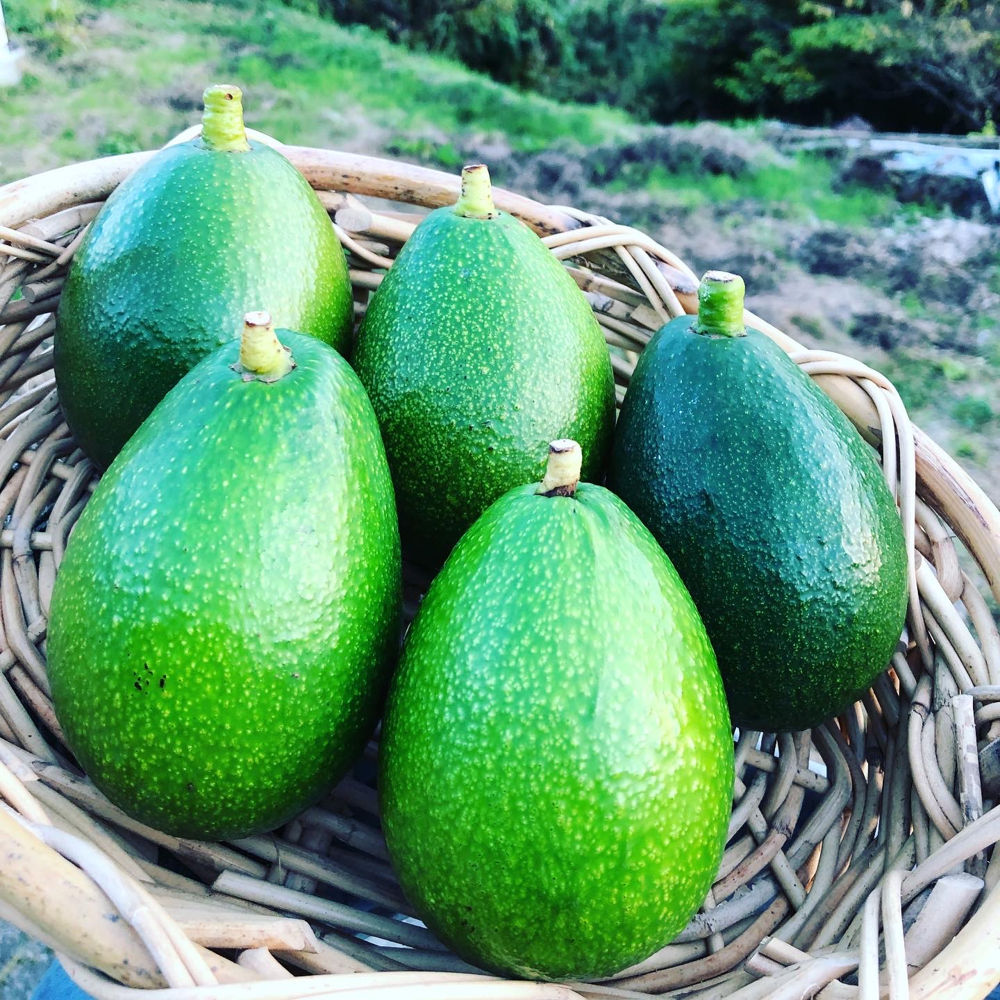 今年最後の入荷です🥑✨