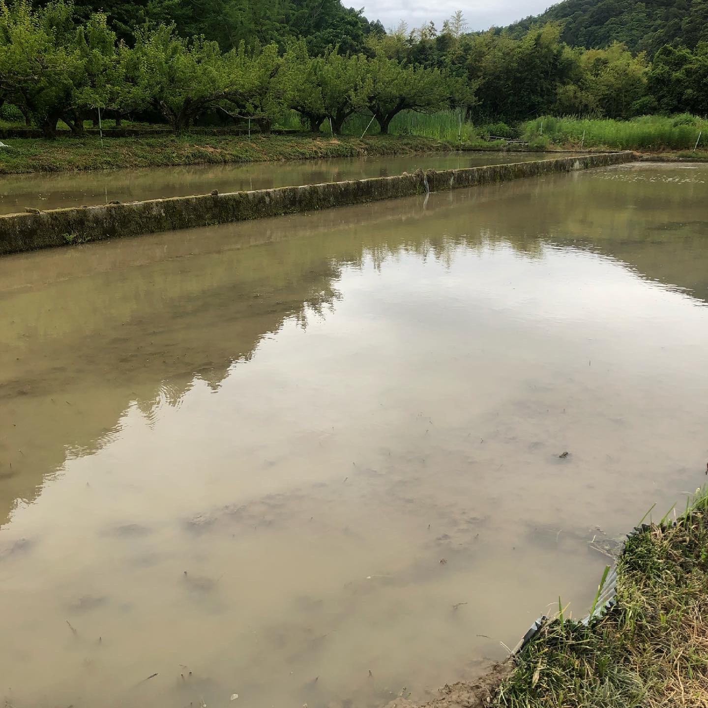 いよいよ田植え🌾✨