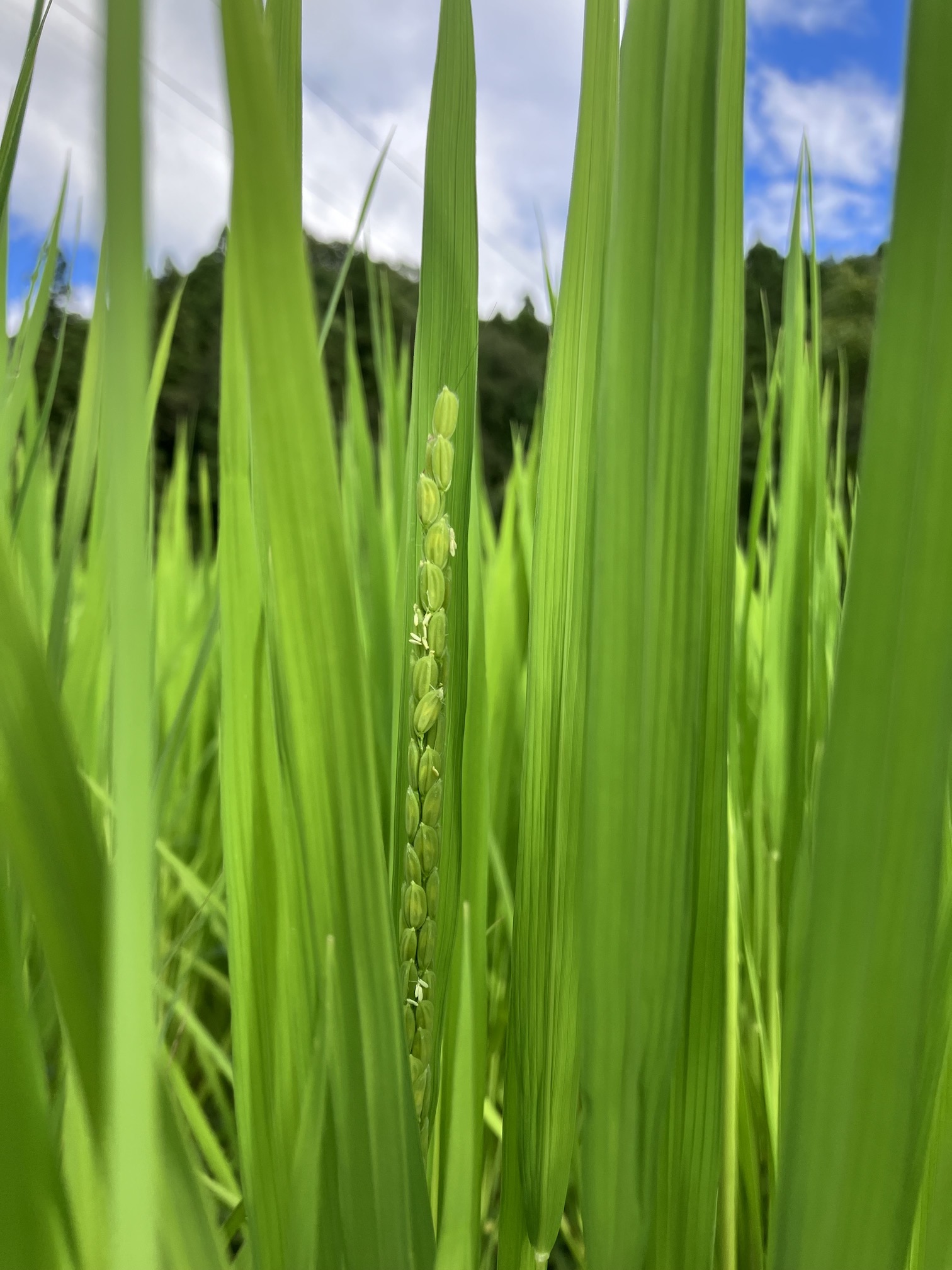 稲穂も顔を見せてきました🌾