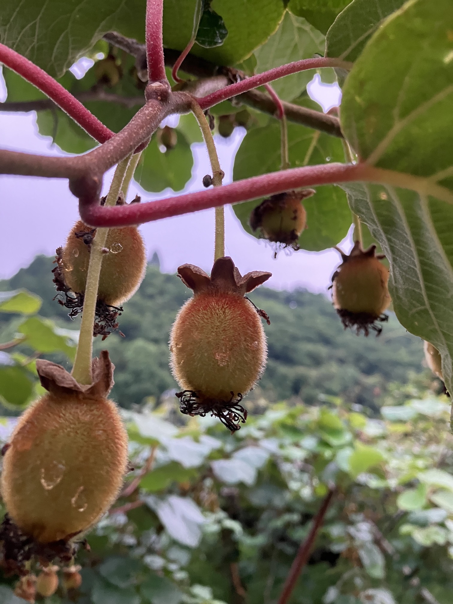 キウイの受粉後🥝