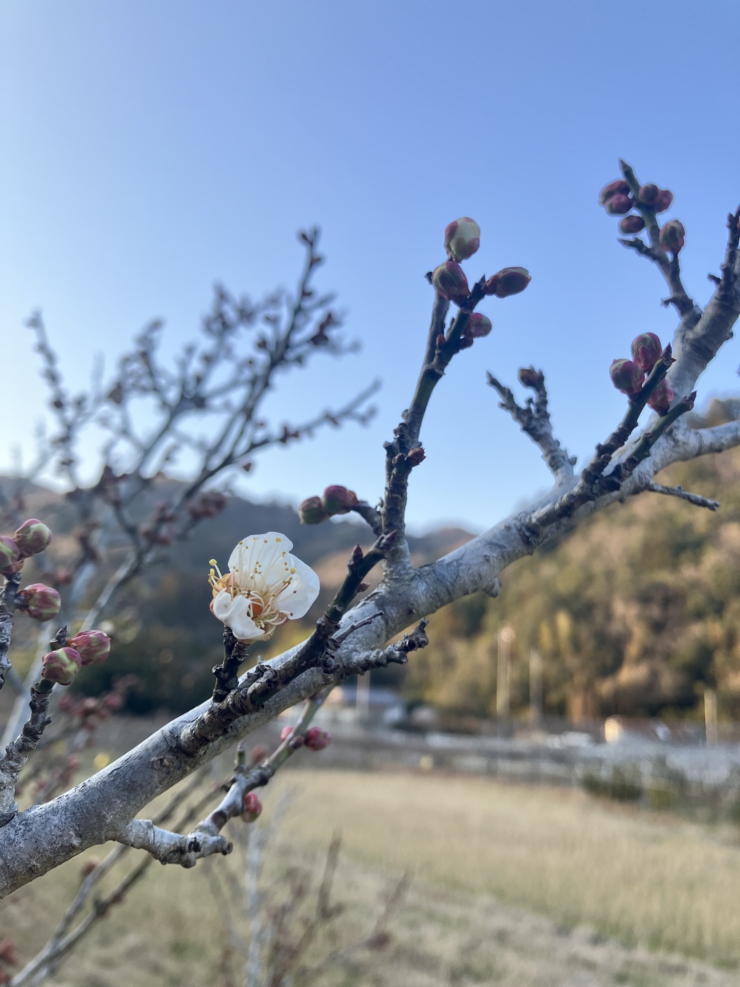春の訪れは自然が教えてくれる🌸