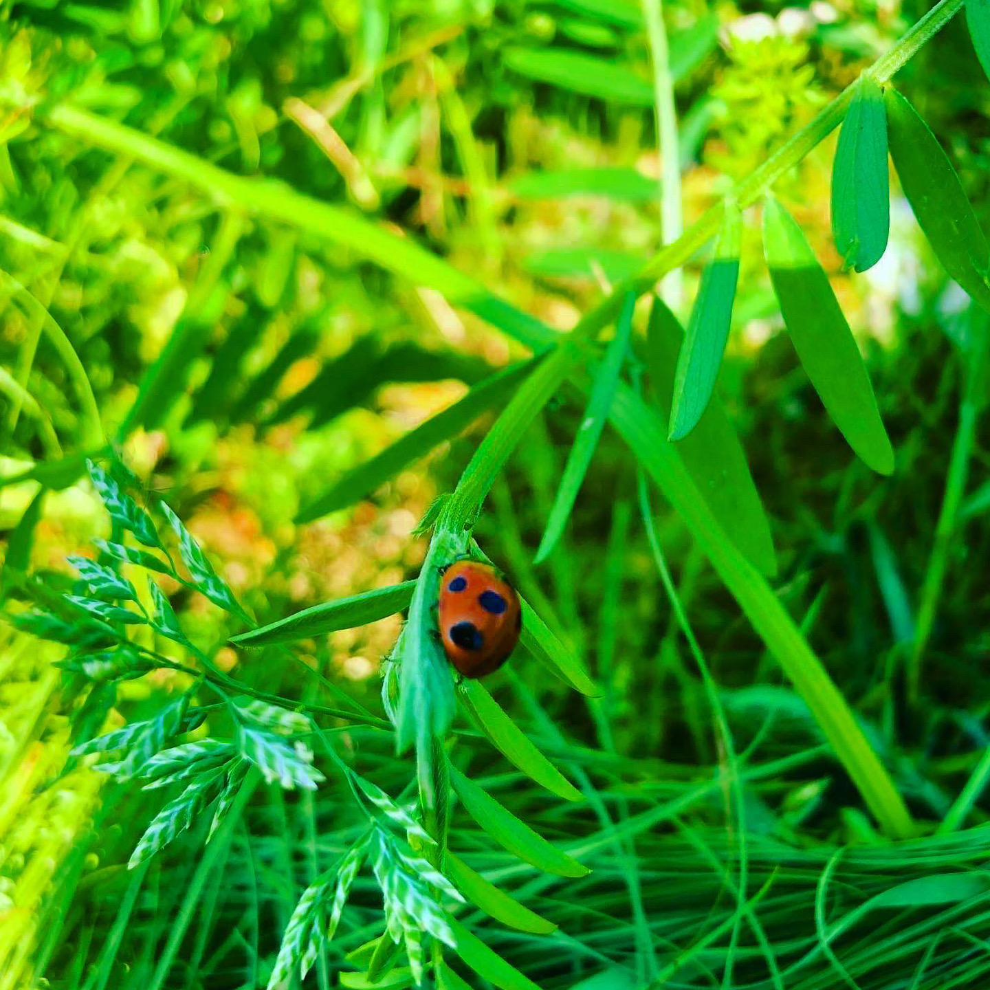 暖かくなると🧑‍🌾🐞