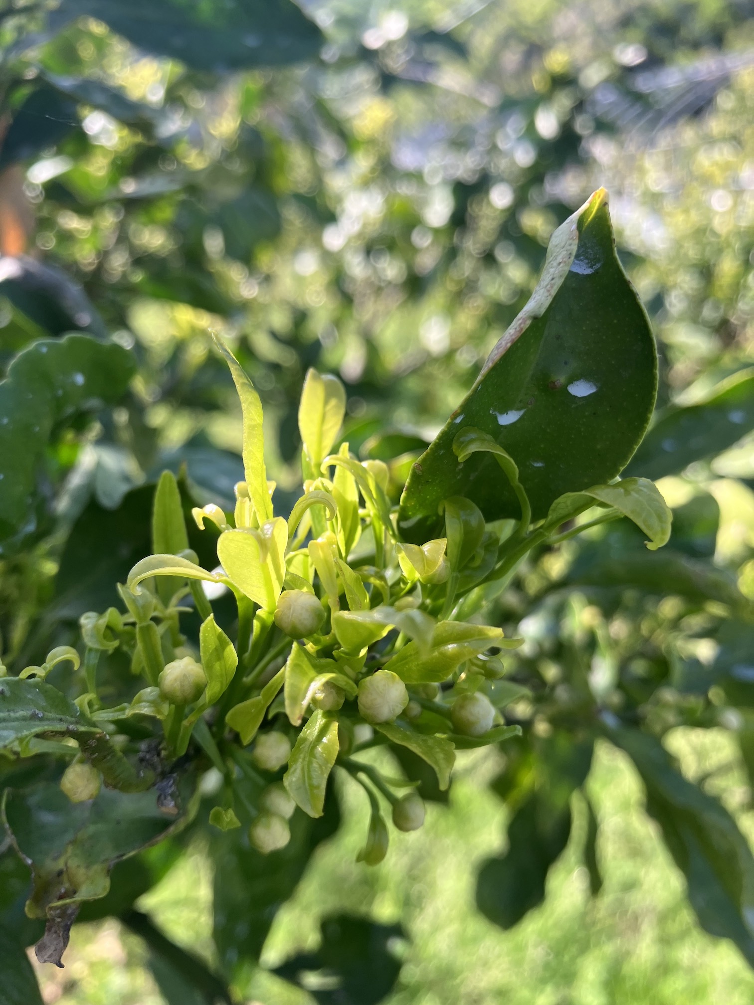 みかんも蕾がお見え🍊