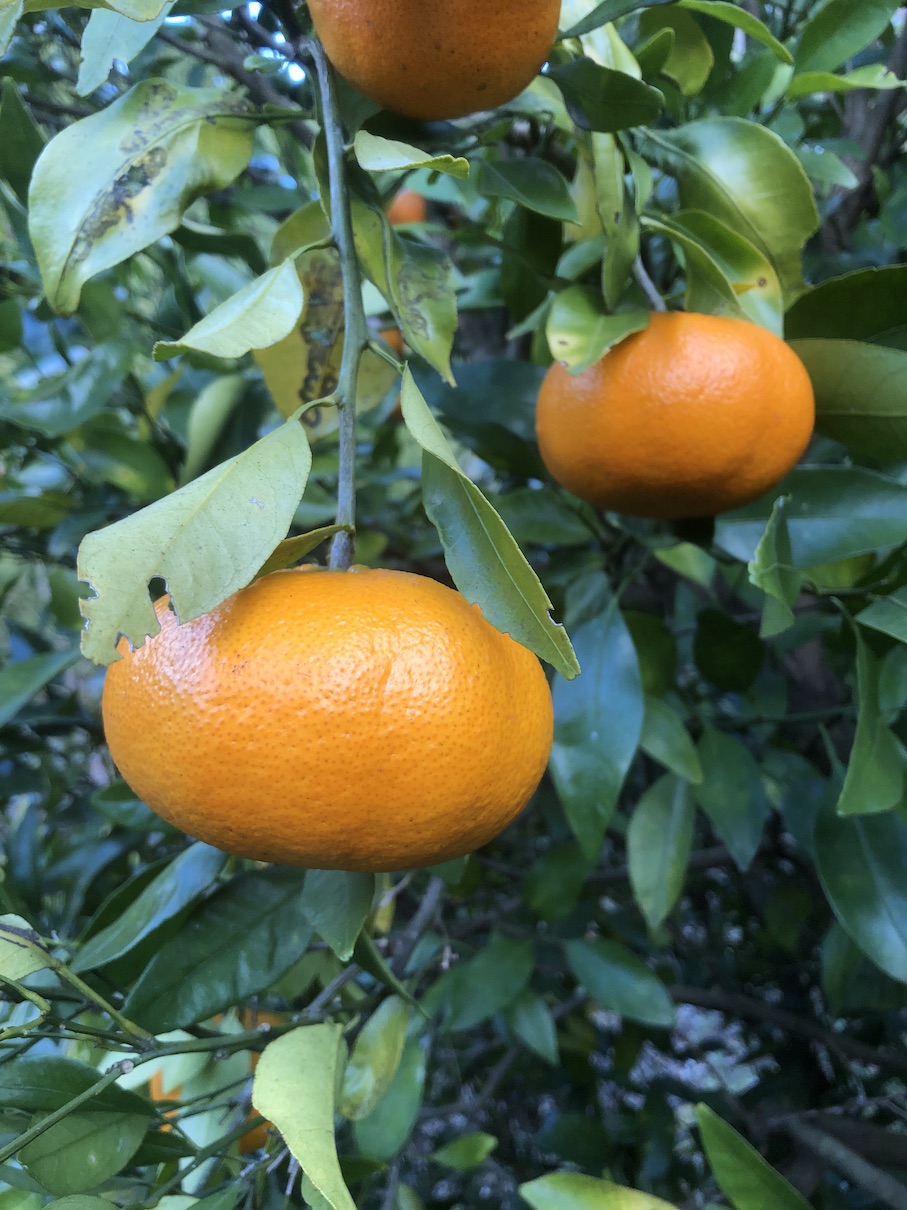 甘平ちゃんの収穫🍊