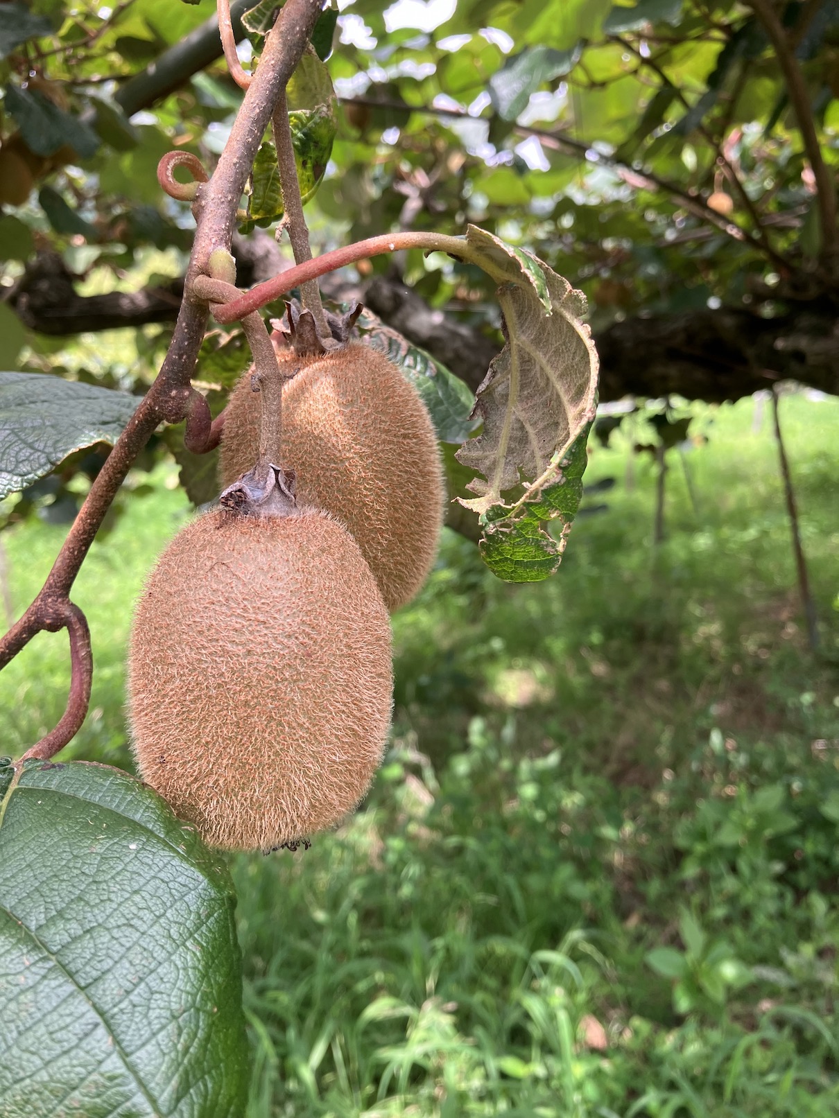 今年は少し小ぶりかな🥝🧑‍🌾