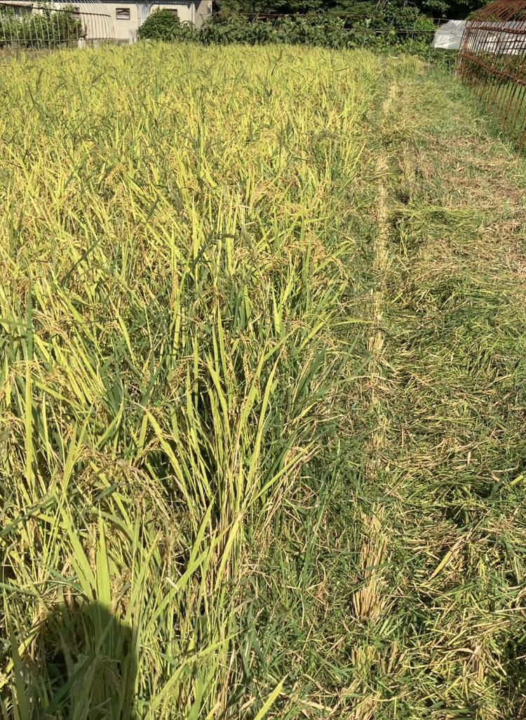 今年の稲刈りも無事終了🌾🚜