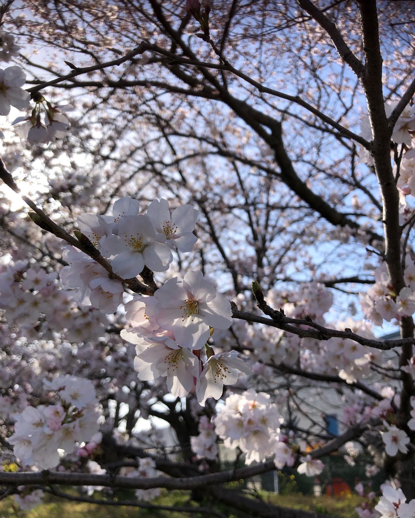 愛媛は桜満開🌸✨