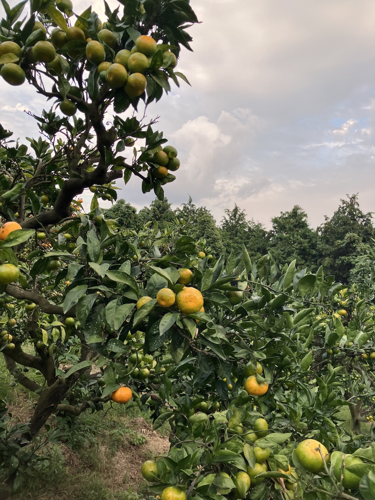 みかんの問い合わせも🍊