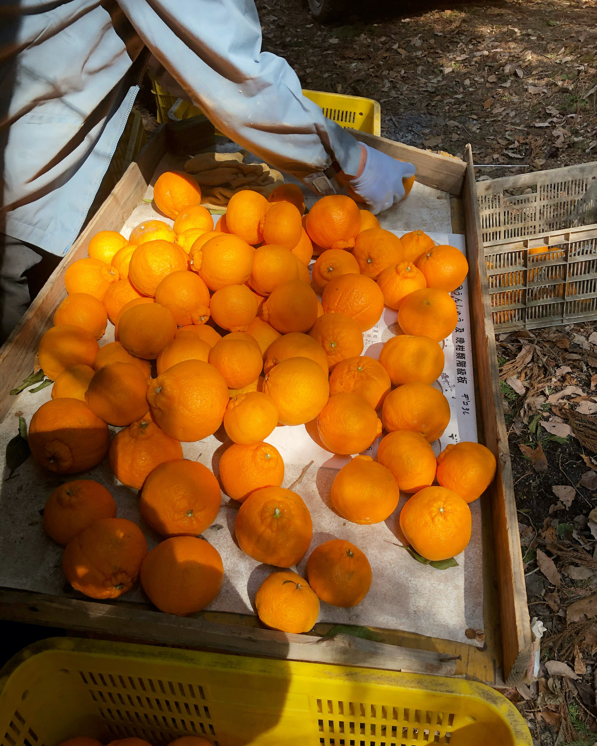 これから選果していきます🧑‍🌾🍊