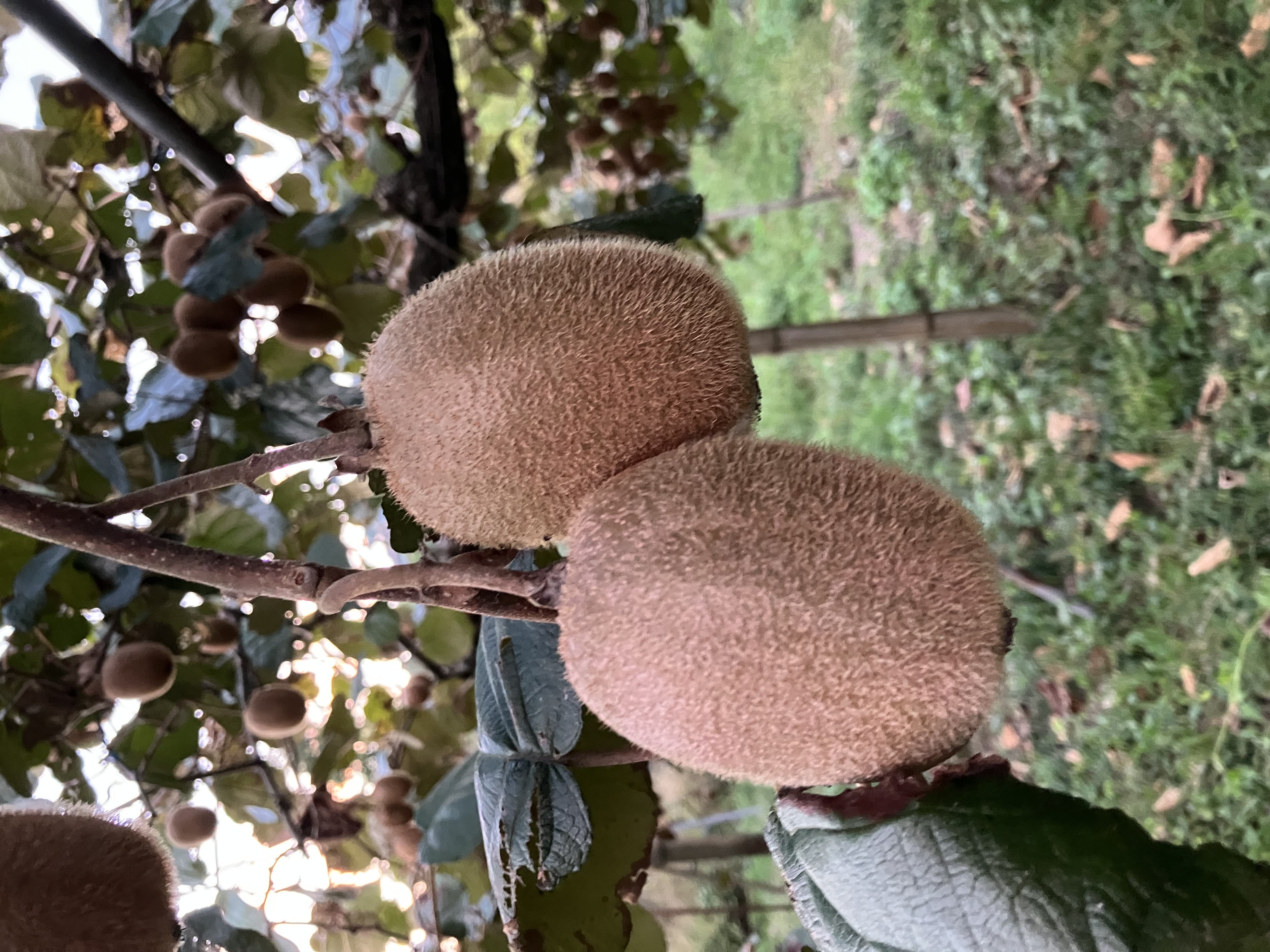 キウイの販売スタート🥝