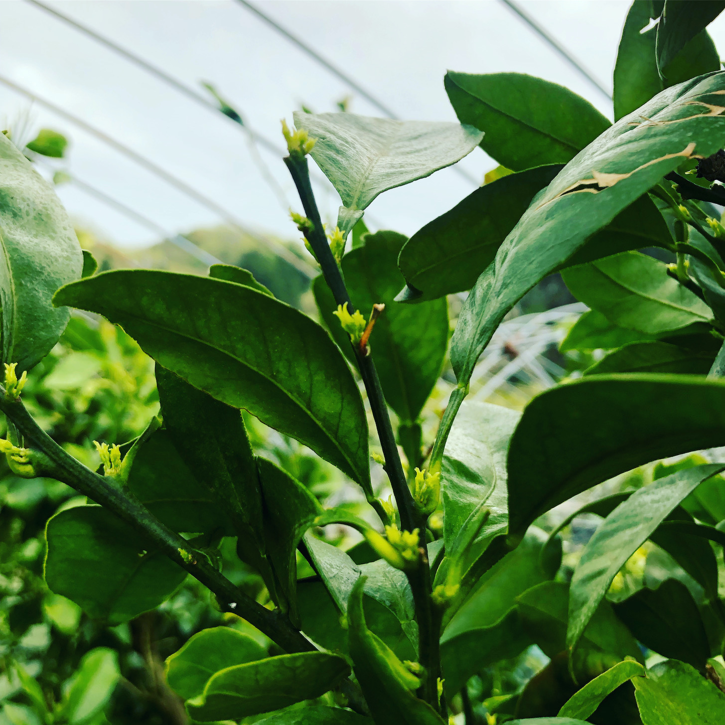 みかんの新芽も出始めてますよー🍊✨