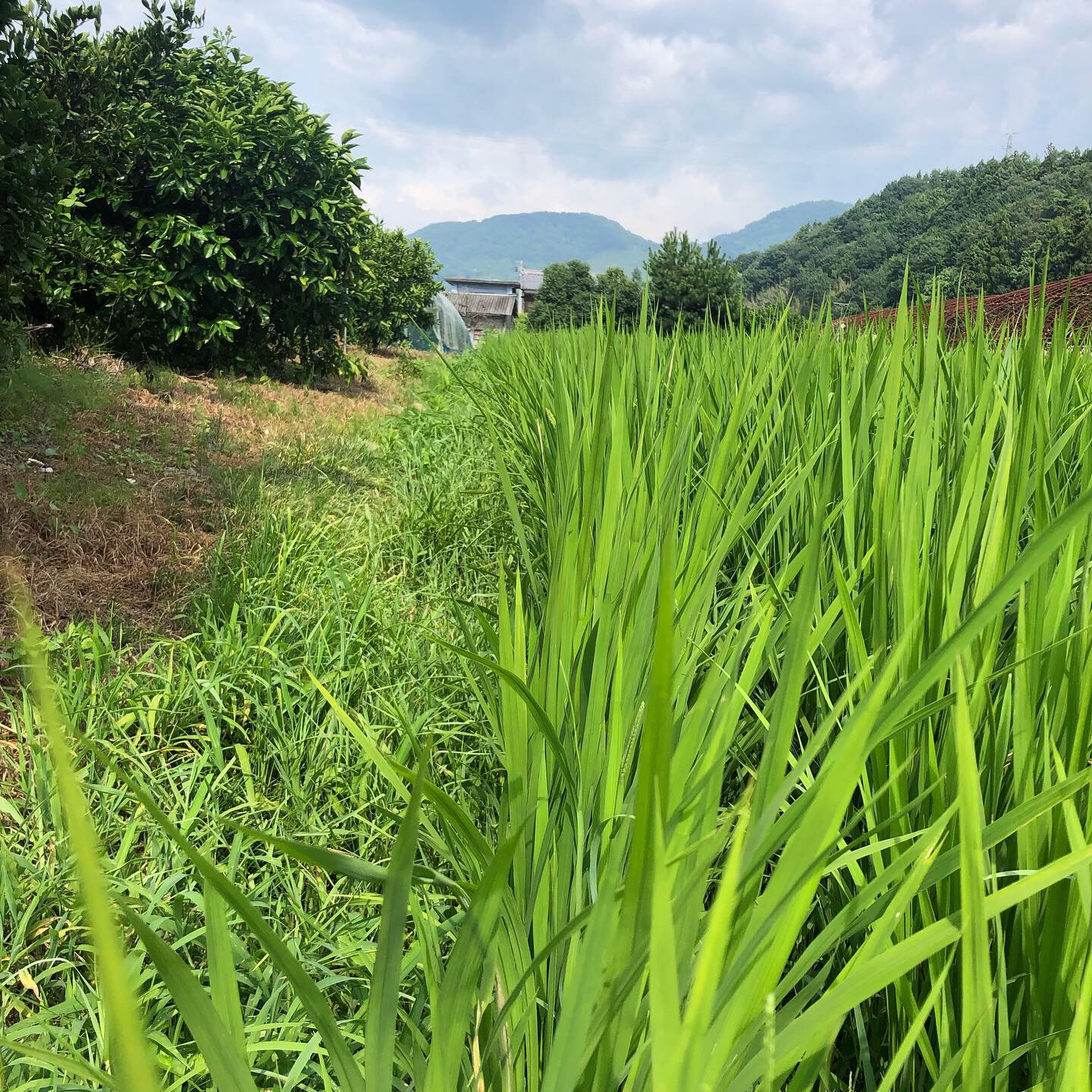 無農薬栽培は大変！