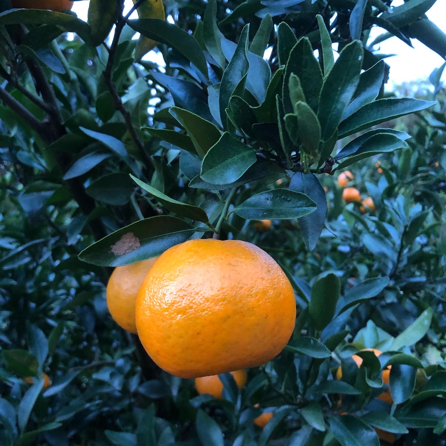 ぽんかんの販売を開始致しましたー🍊