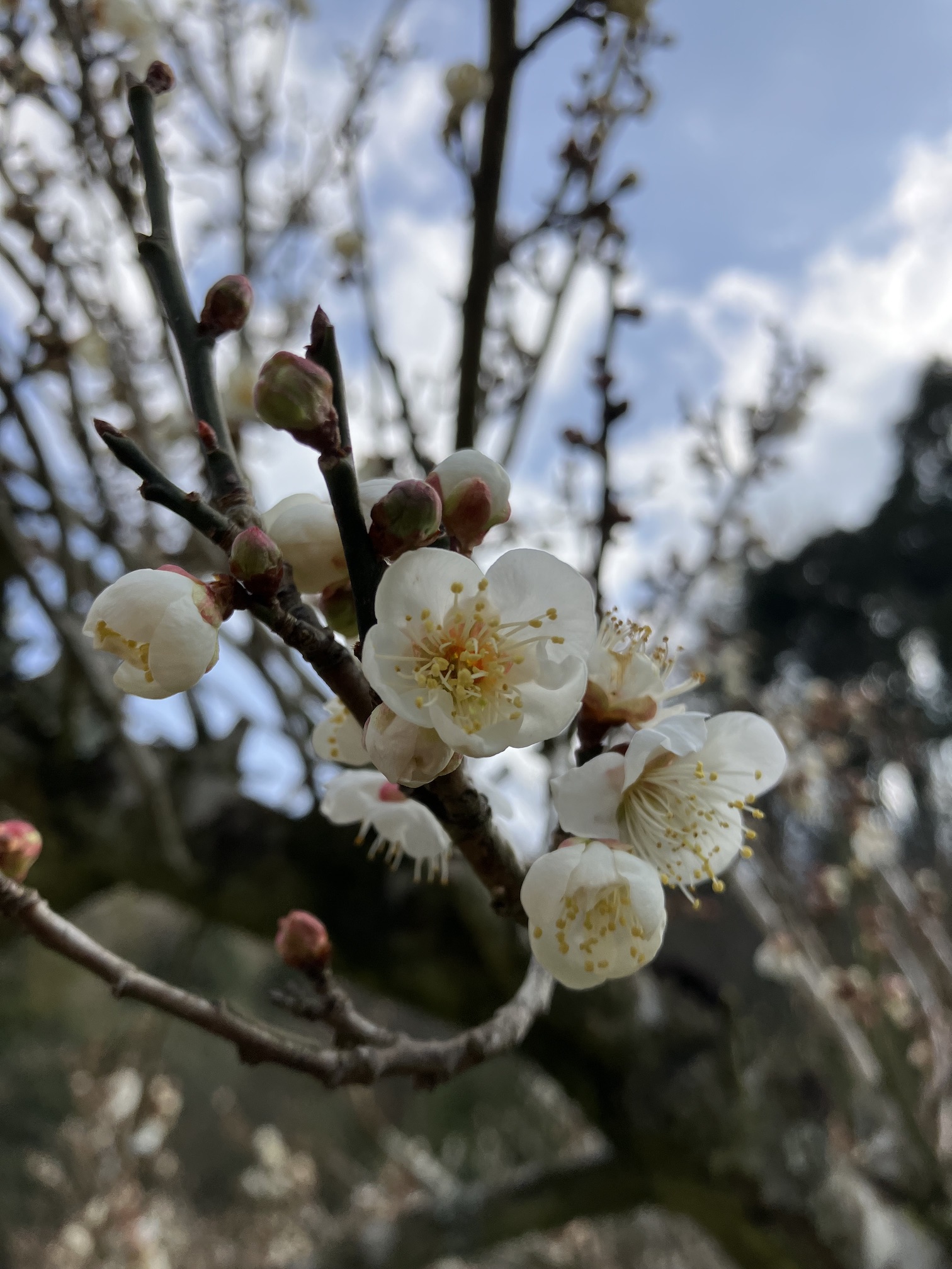 白と赤どちらがお好き？？🌸