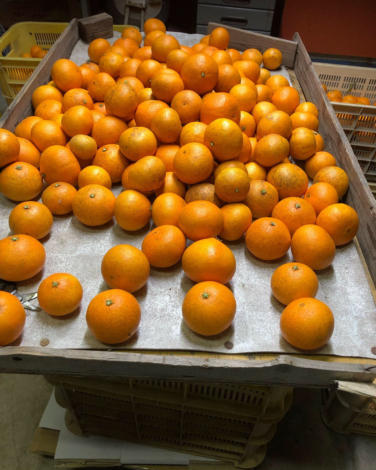 絶賛選果中🧑‍🌾🍊