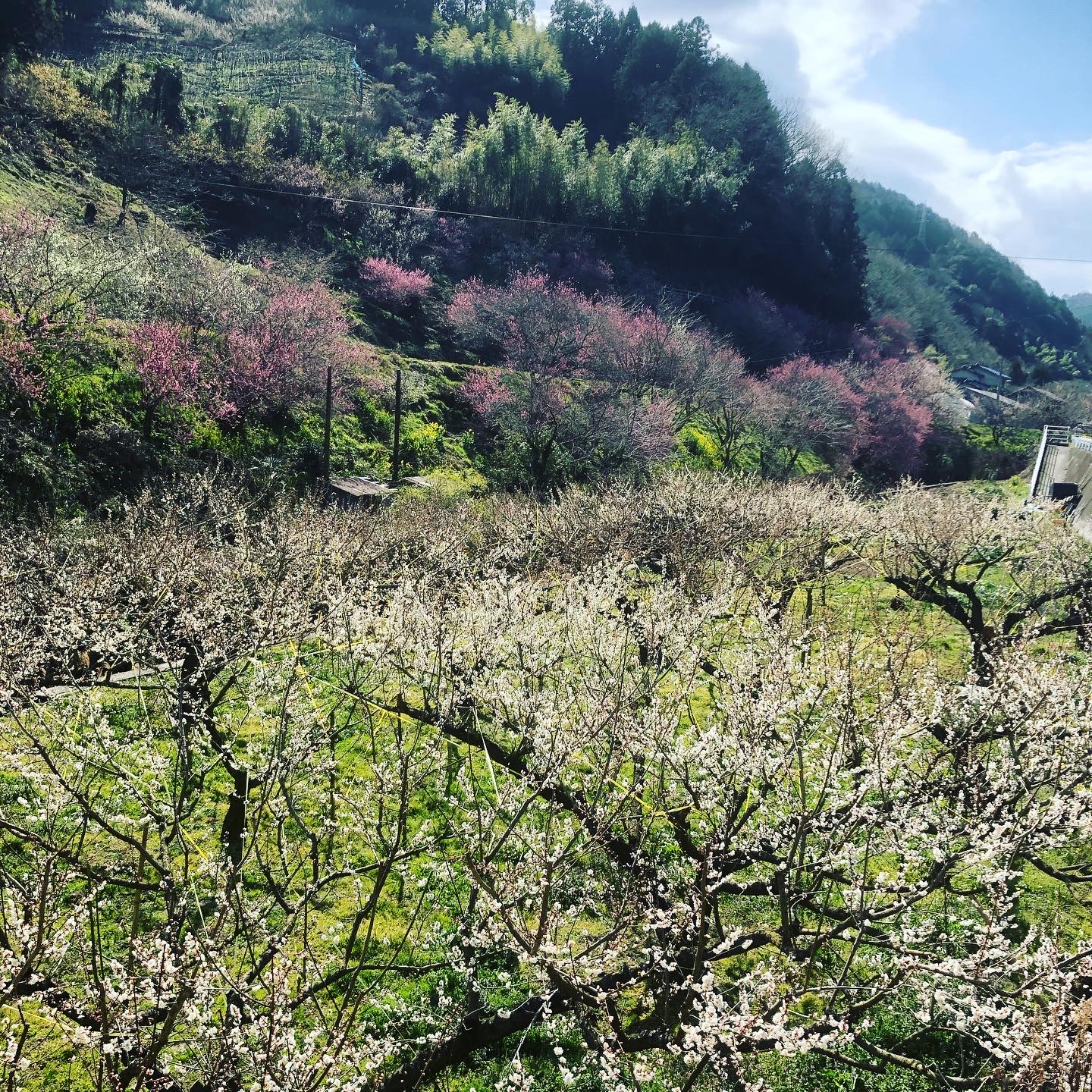 来年はきっと🌸