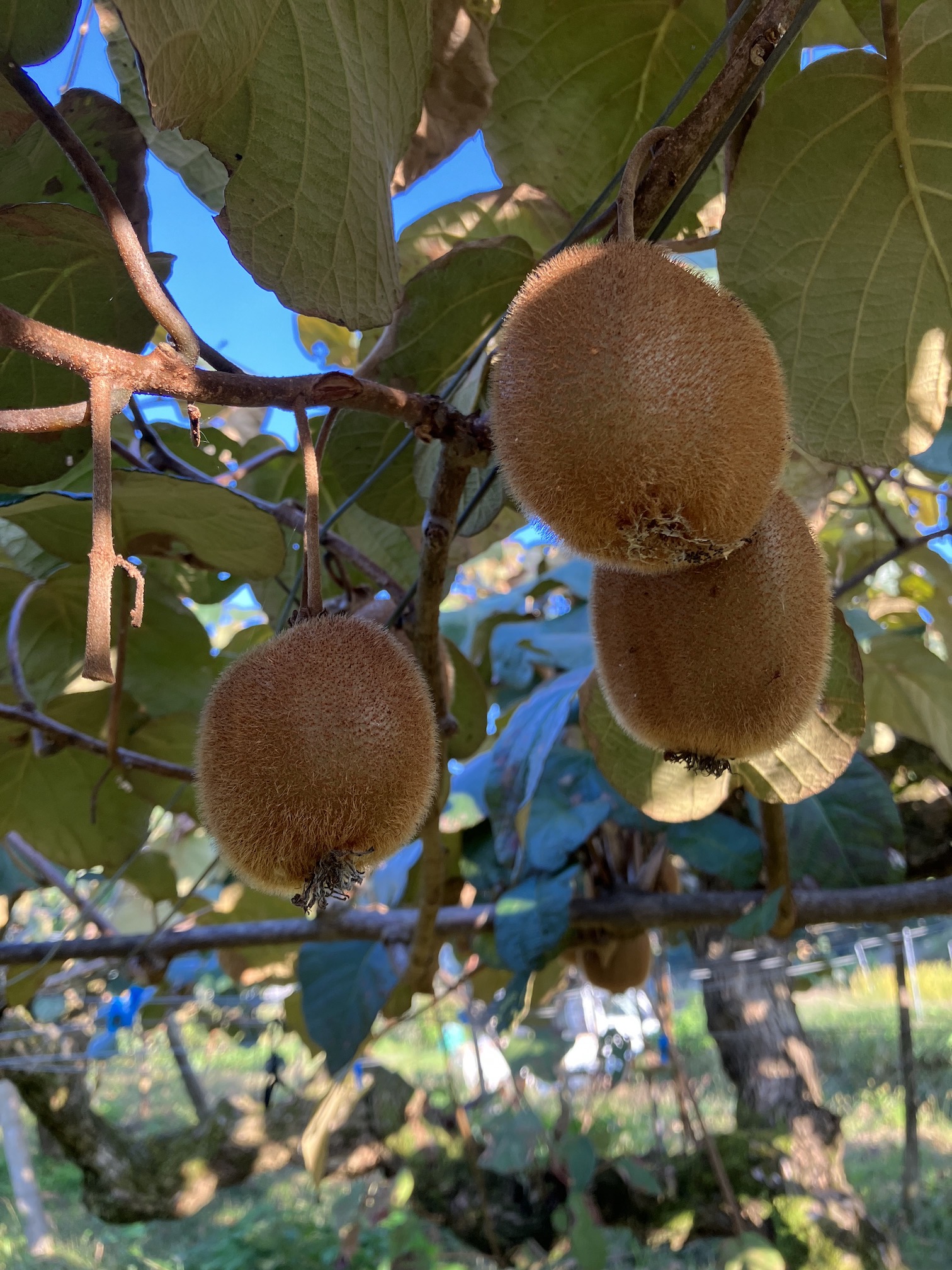 本日キウイの収穫体験を開催🥝