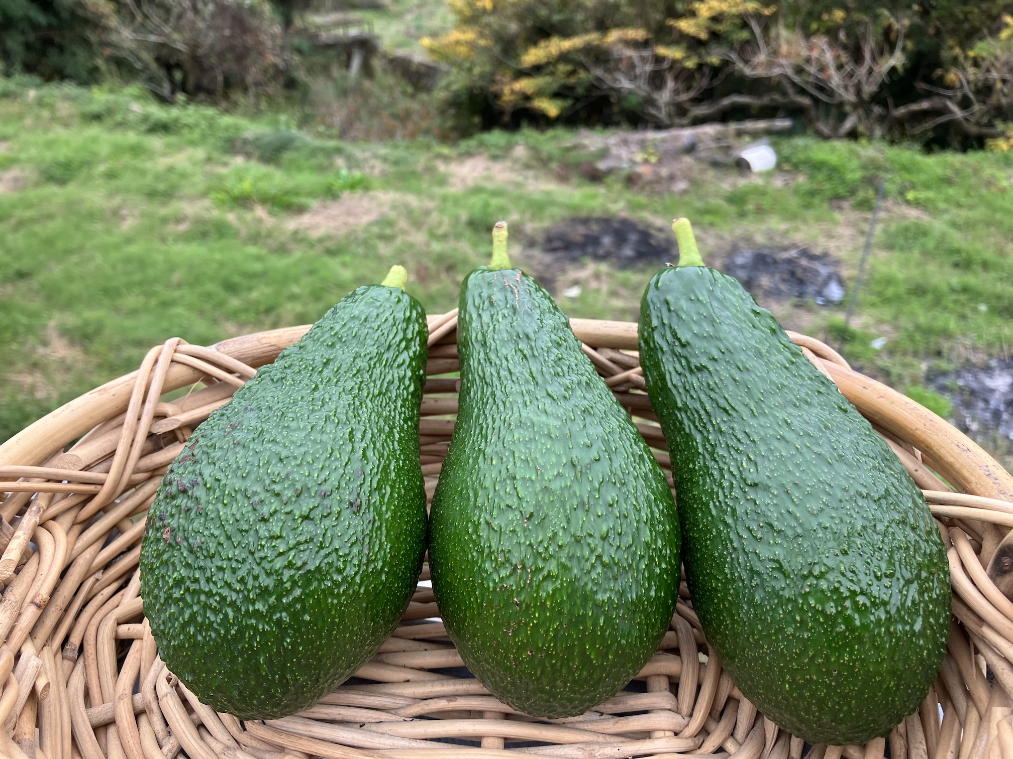 アボカド入荷しておりますー🥑✨
