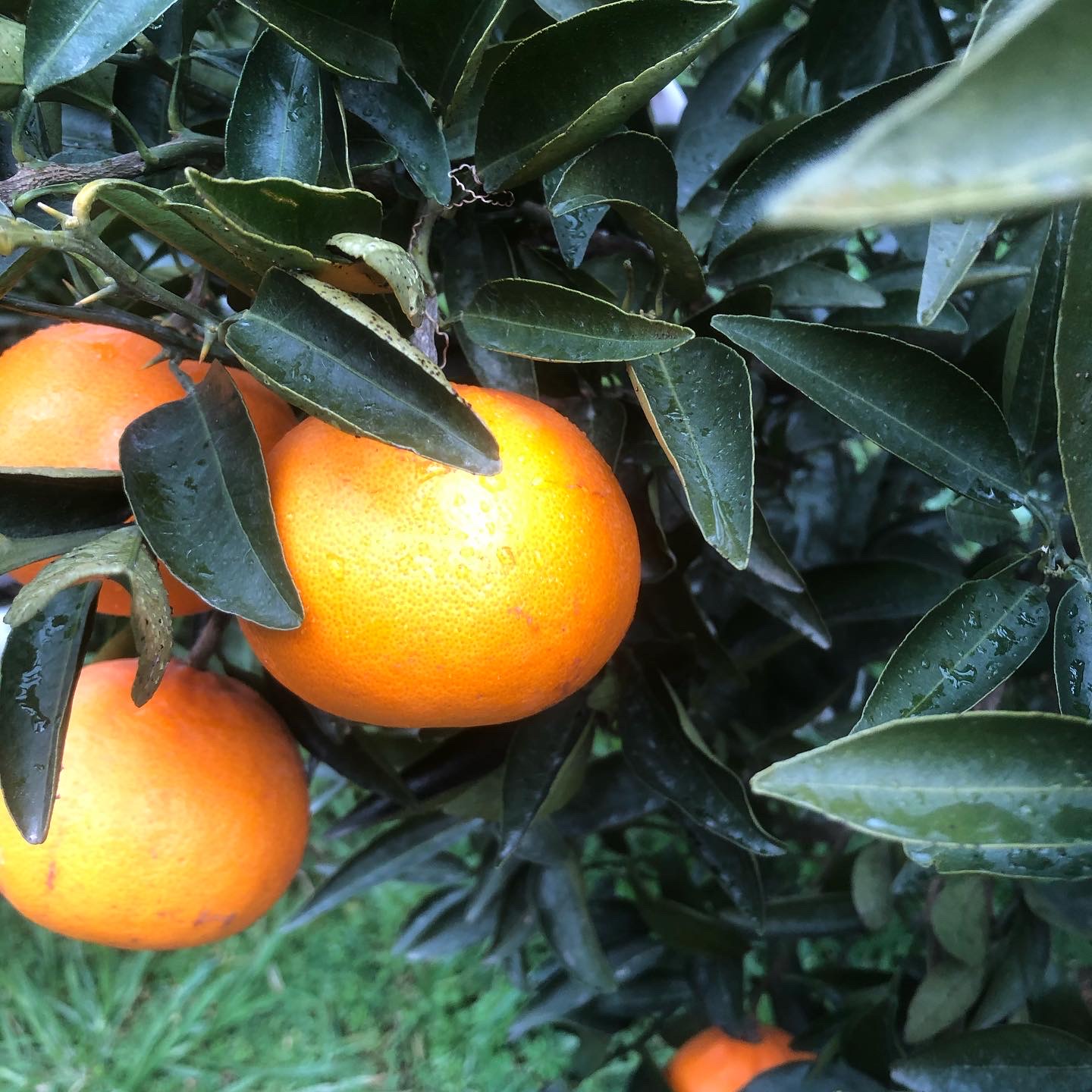 みかんの本場八幡浜へ🍊