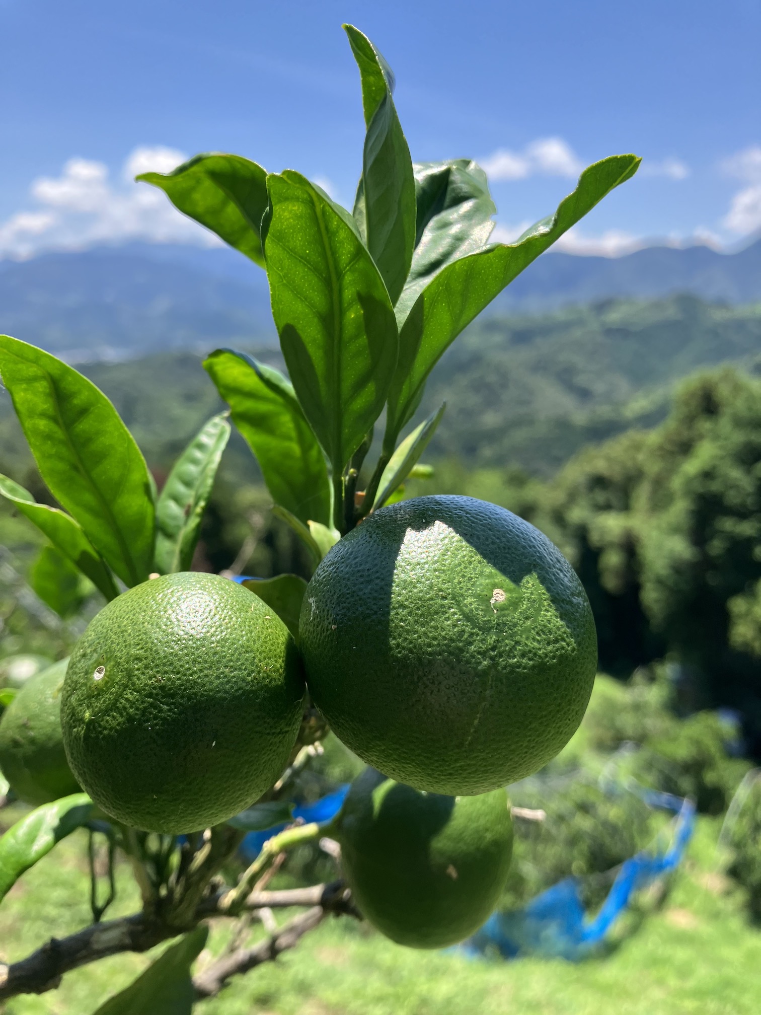 この暑い中🍊💦