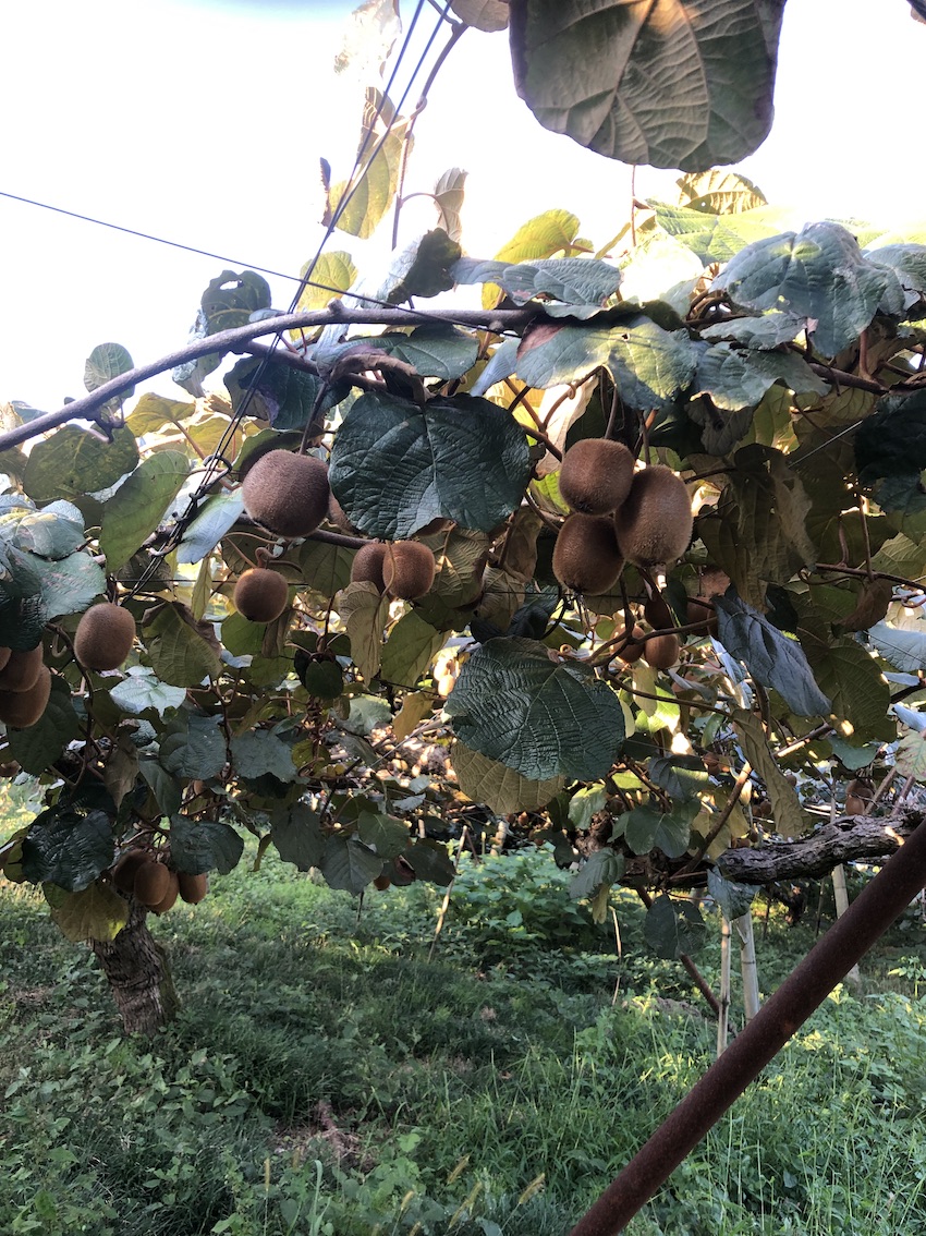 キウイの収穫まであと1ヶ月🥝✨