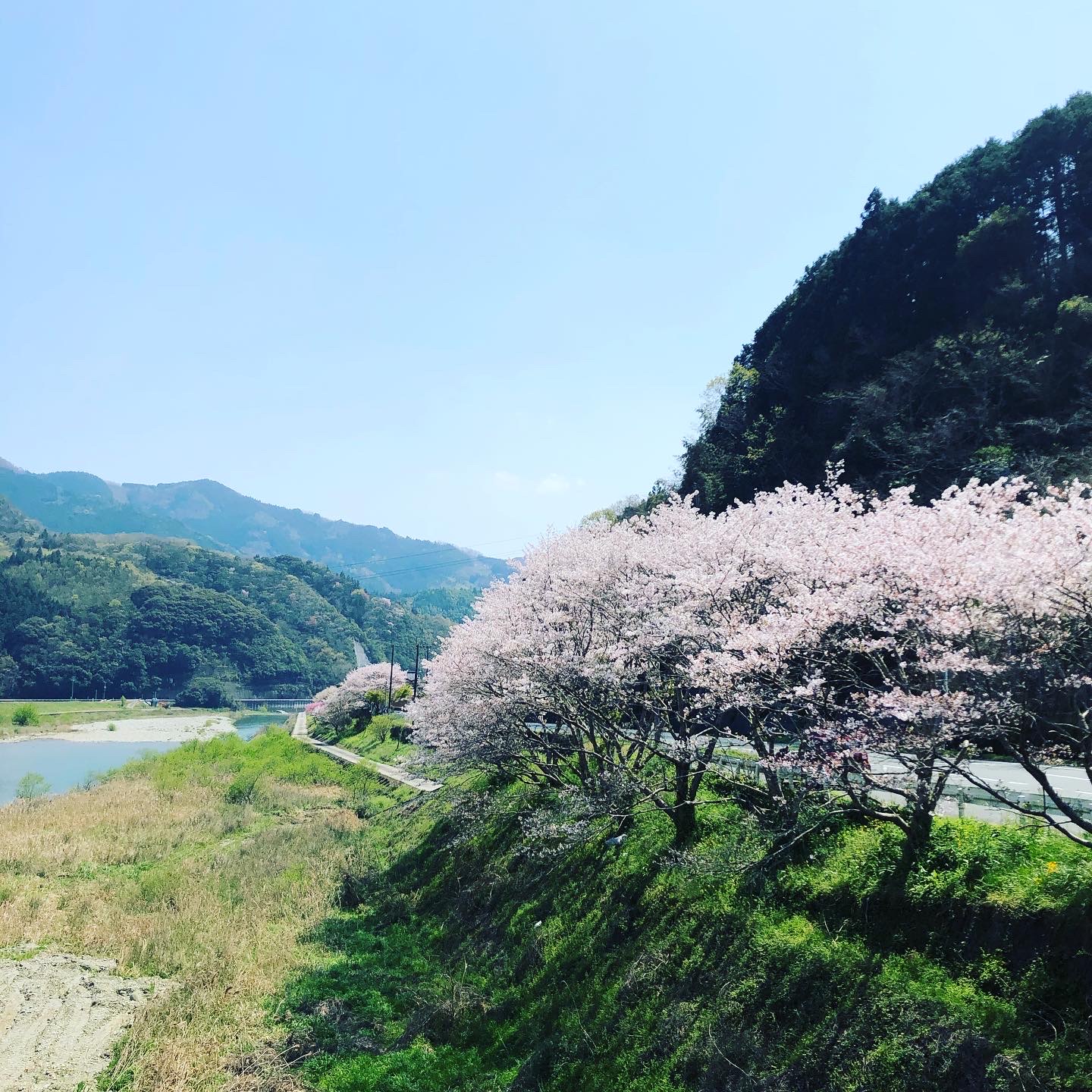 来年はお花見が出来ますように！