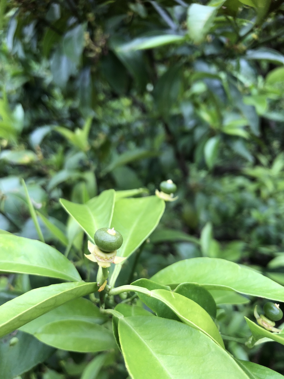 みかんの実がつき始めました🍊