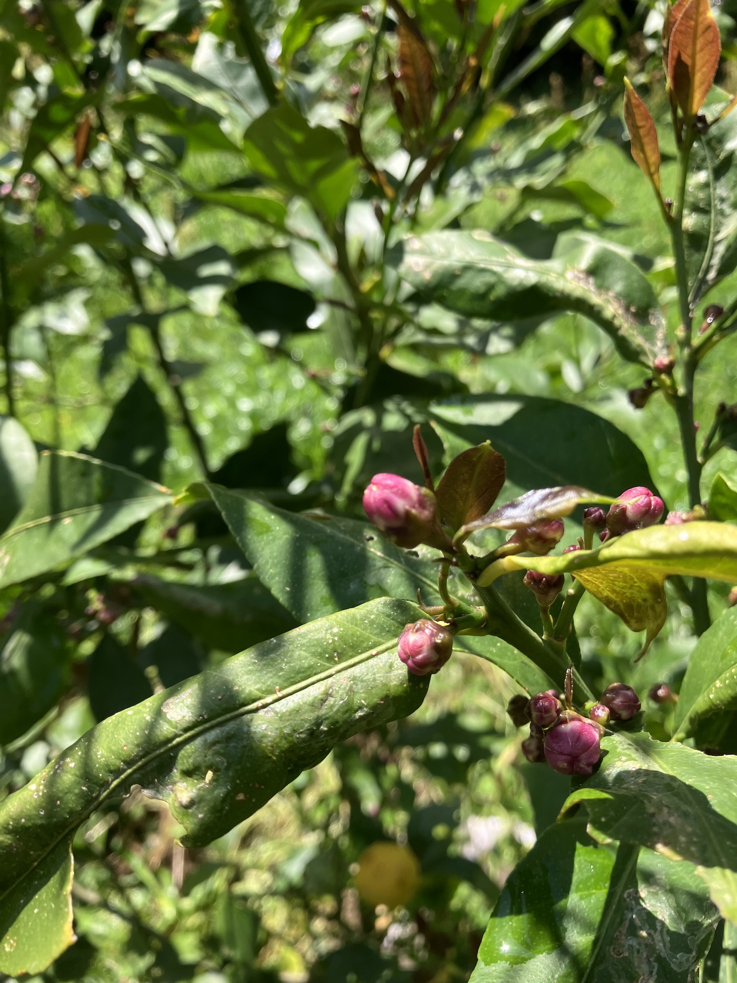 ウチのレモンもすくすくと🍋