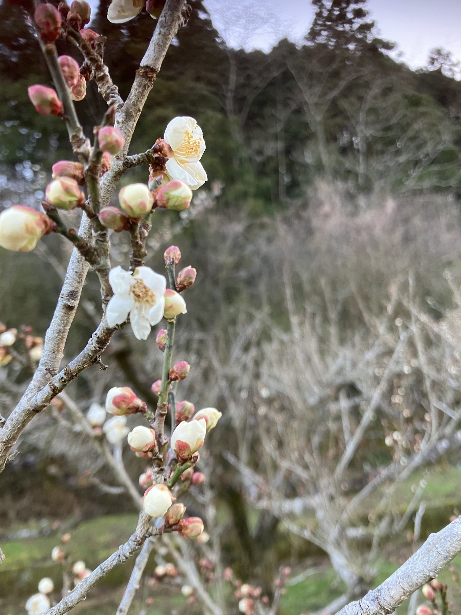 寒い中でも春に近づいています🌸