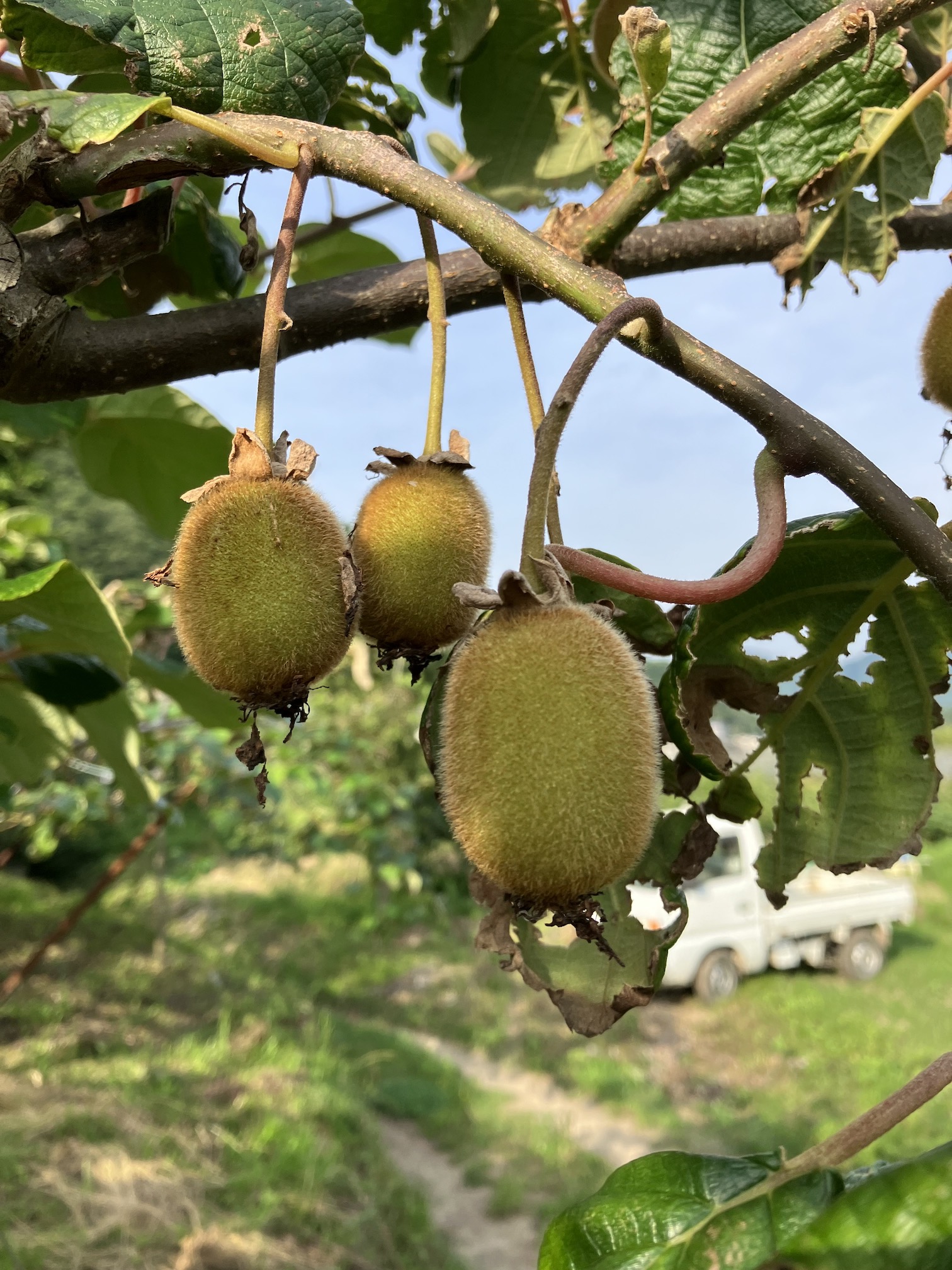 キウイも今年は豊作！？🥝