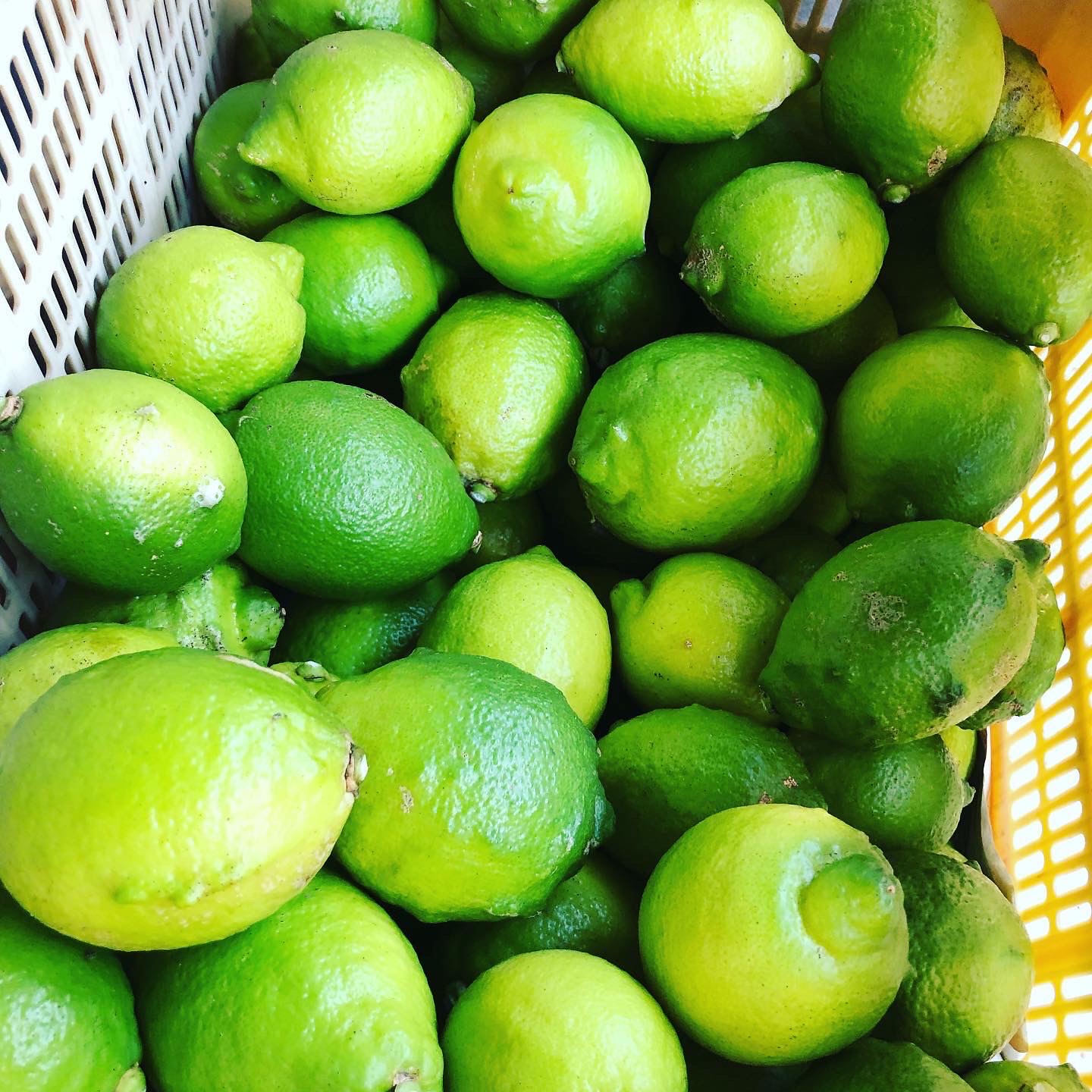お声掛け頂きました🍊🍋