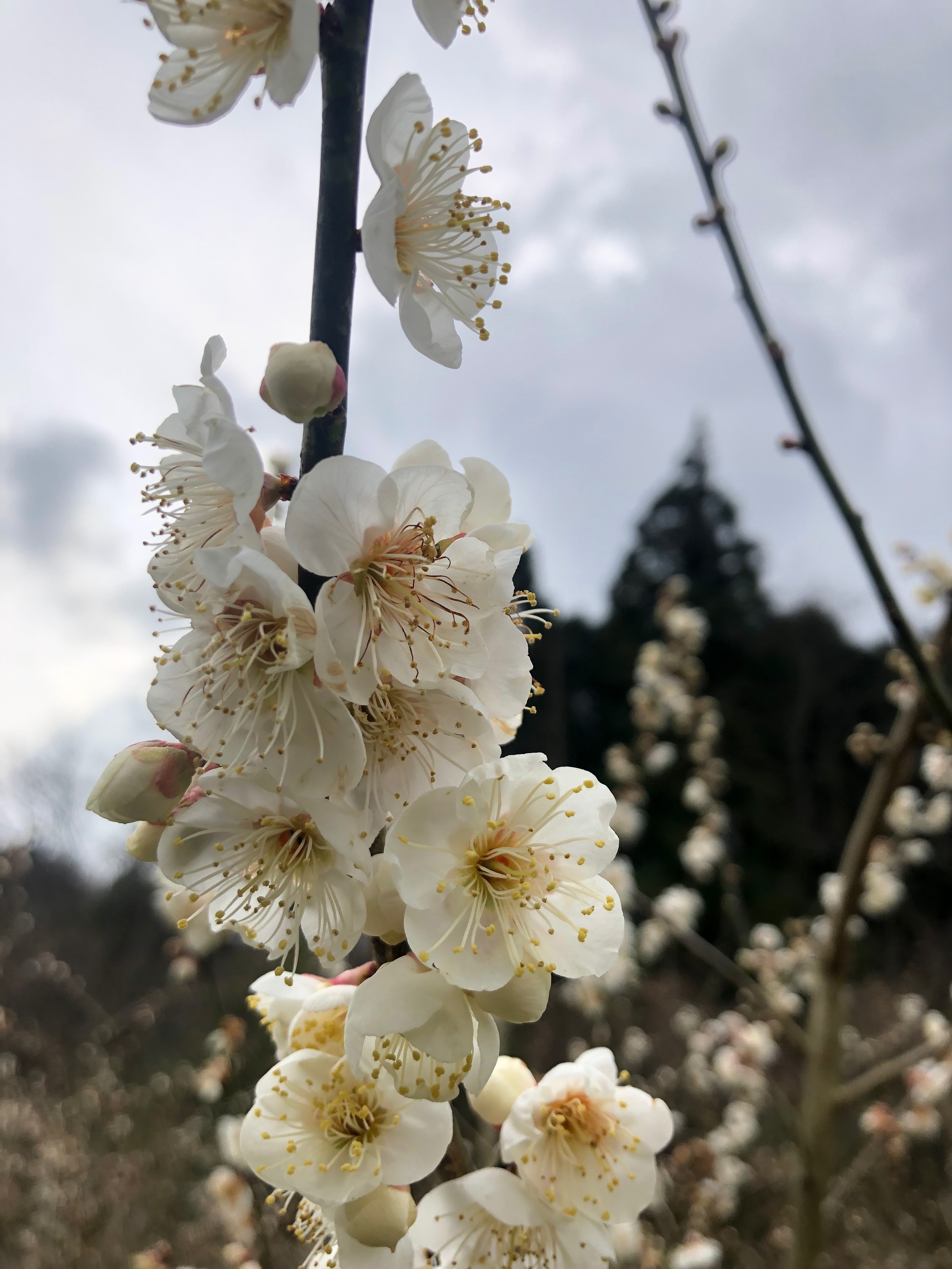 今年はホントに暖冬！？