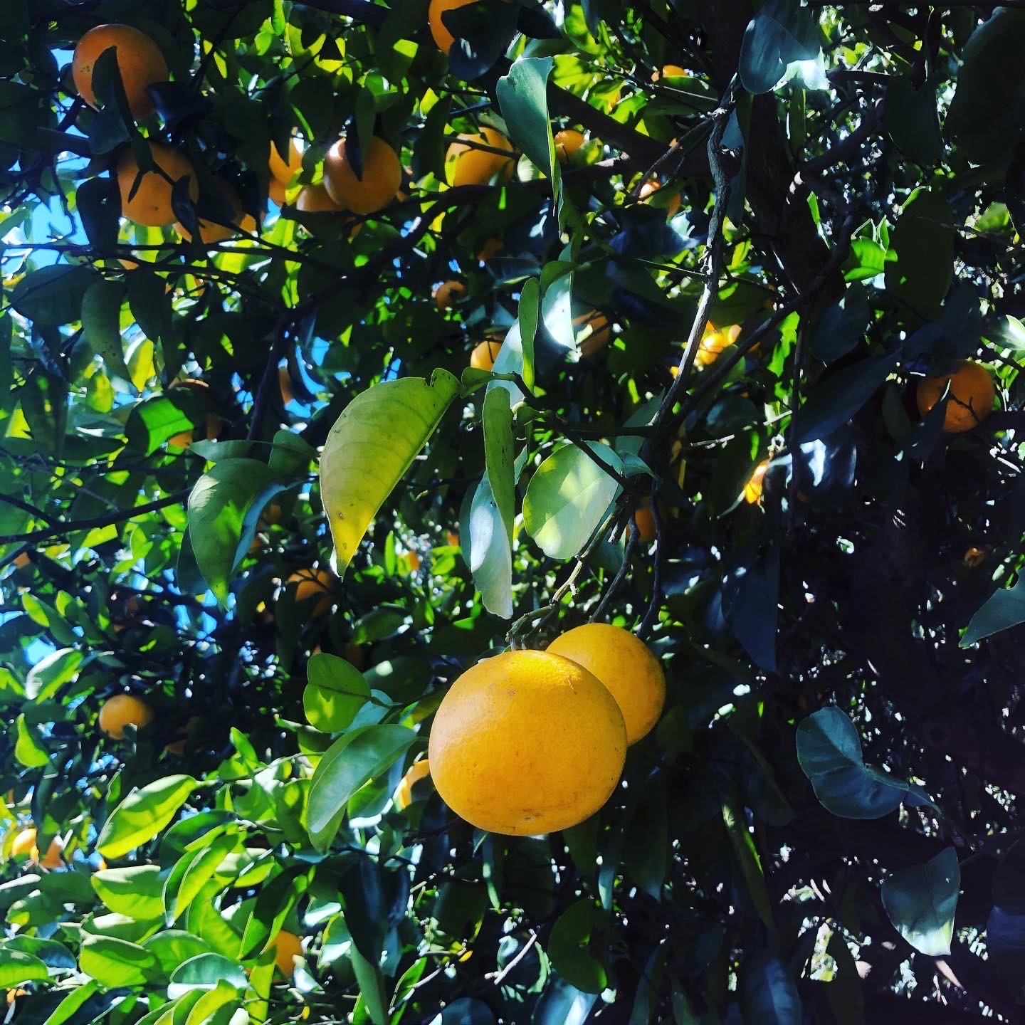 はっさくも根強い人気🧑‍🌾🍊