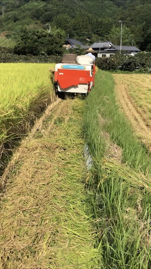 稲刈り始まりましたー！！