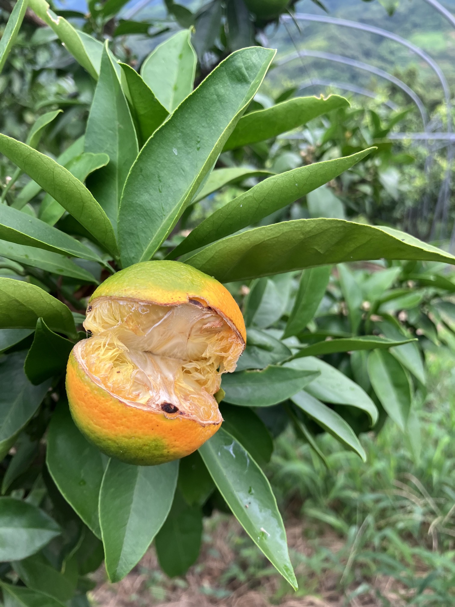 割れてます🍊🥺
