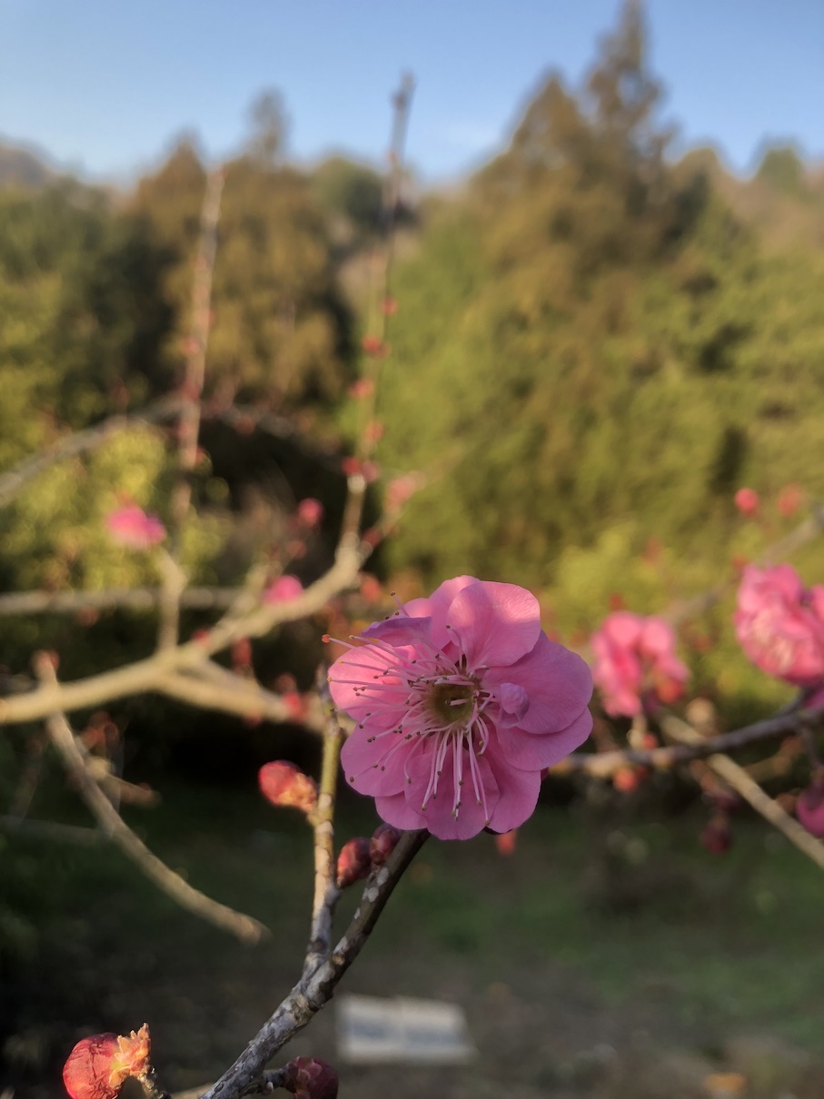 梅の花