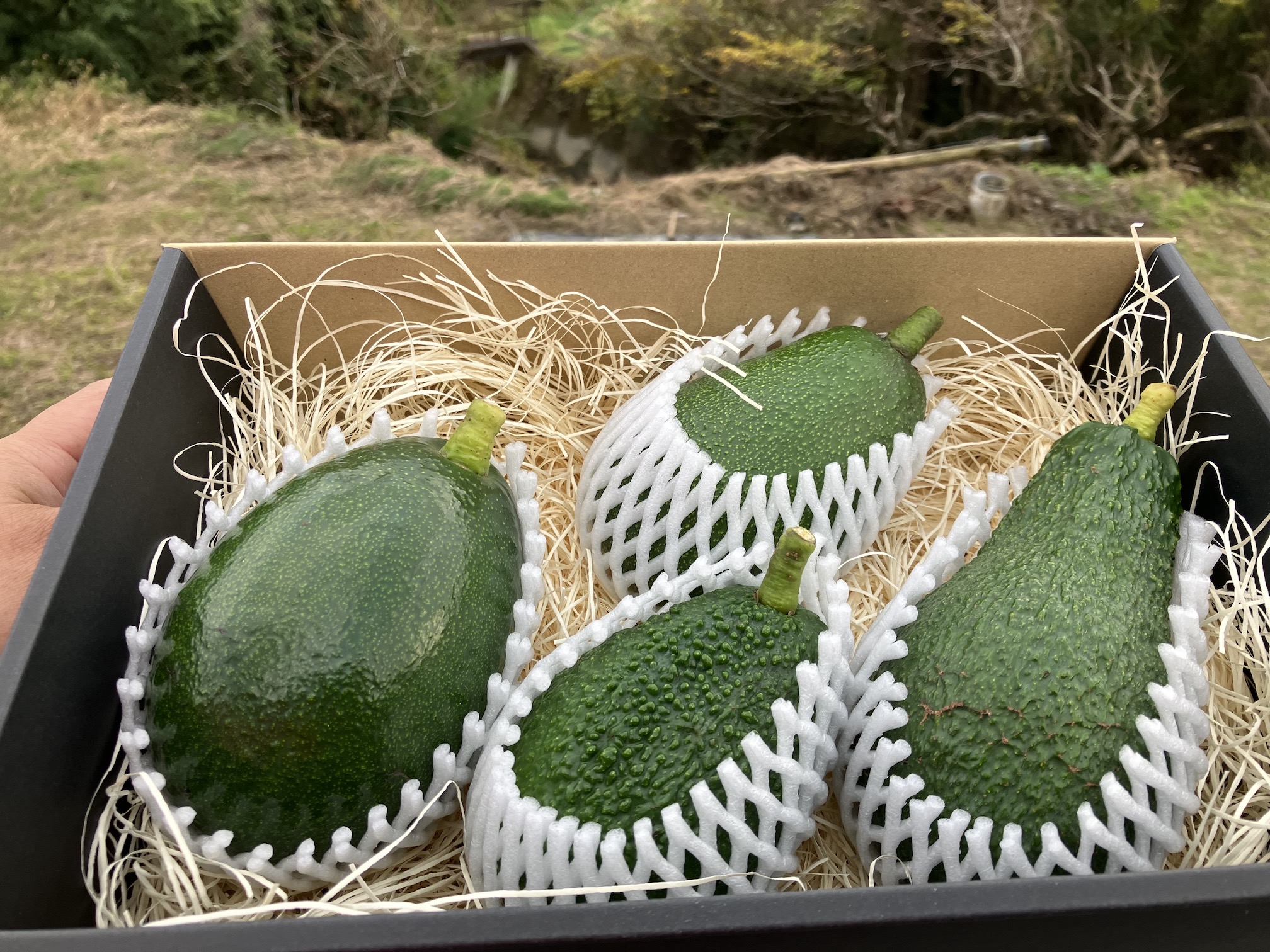 今年のお歳暮はお決まりですか🥑